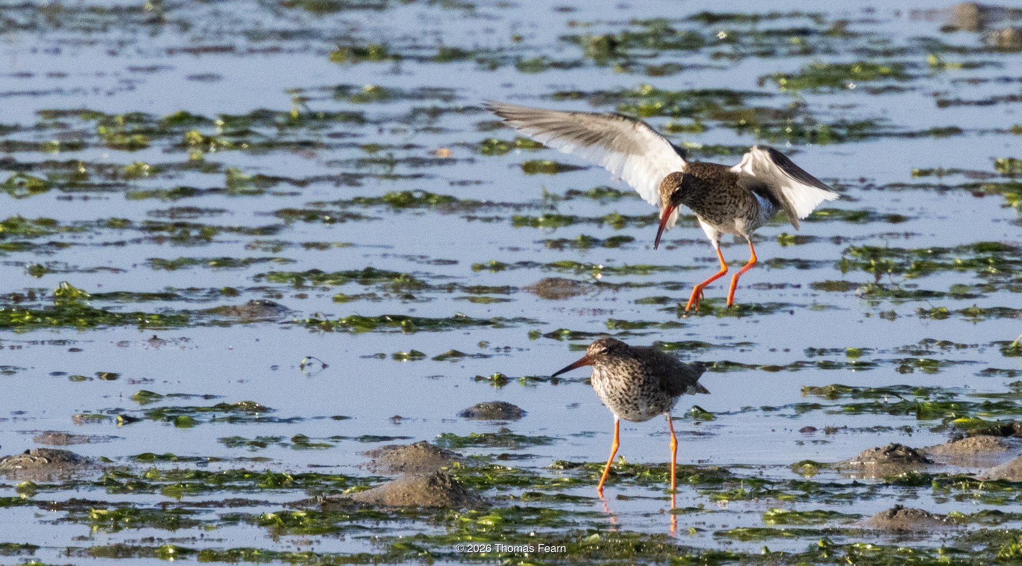 Ringed plover courting