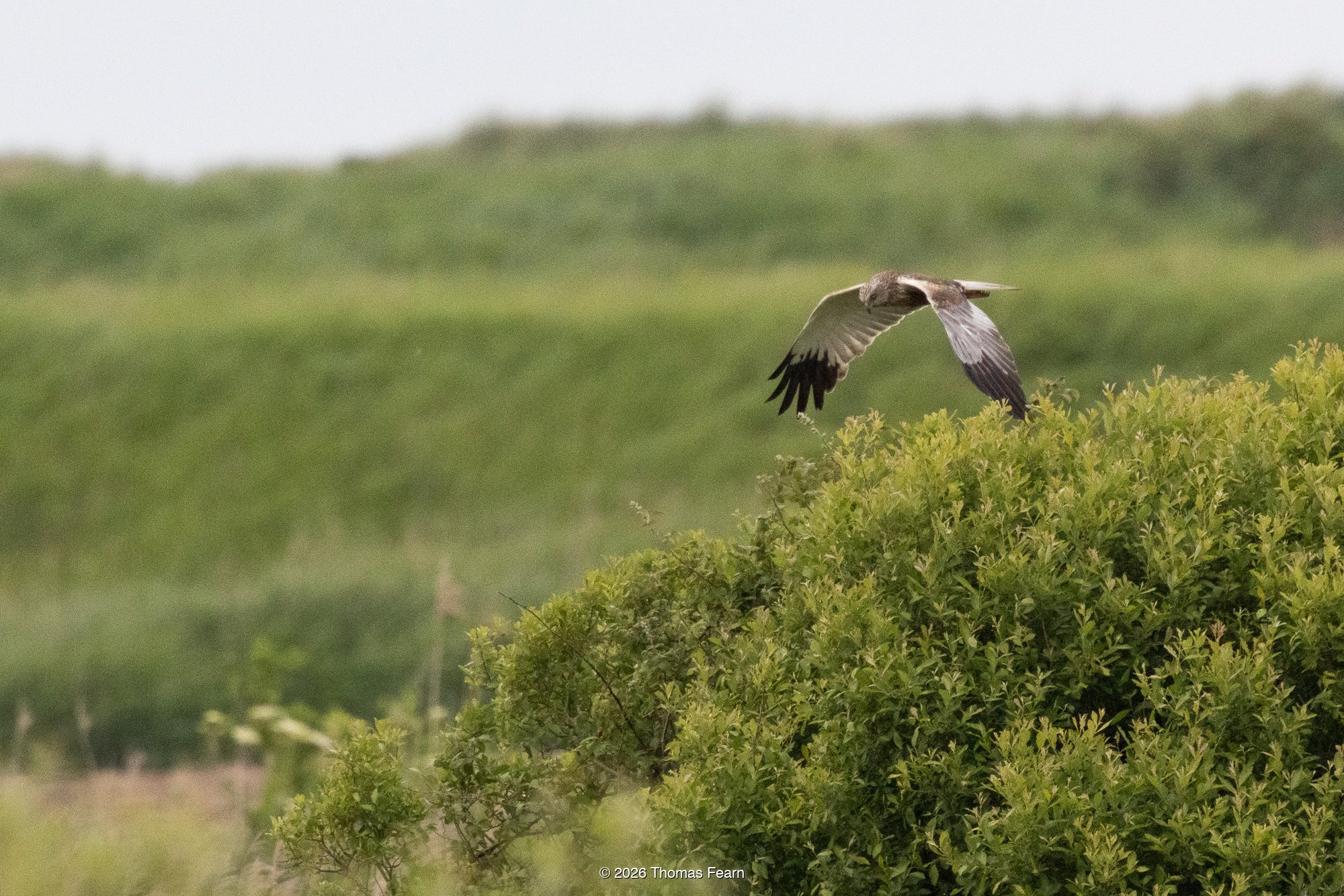 Black Kite crossing a wetland meadow