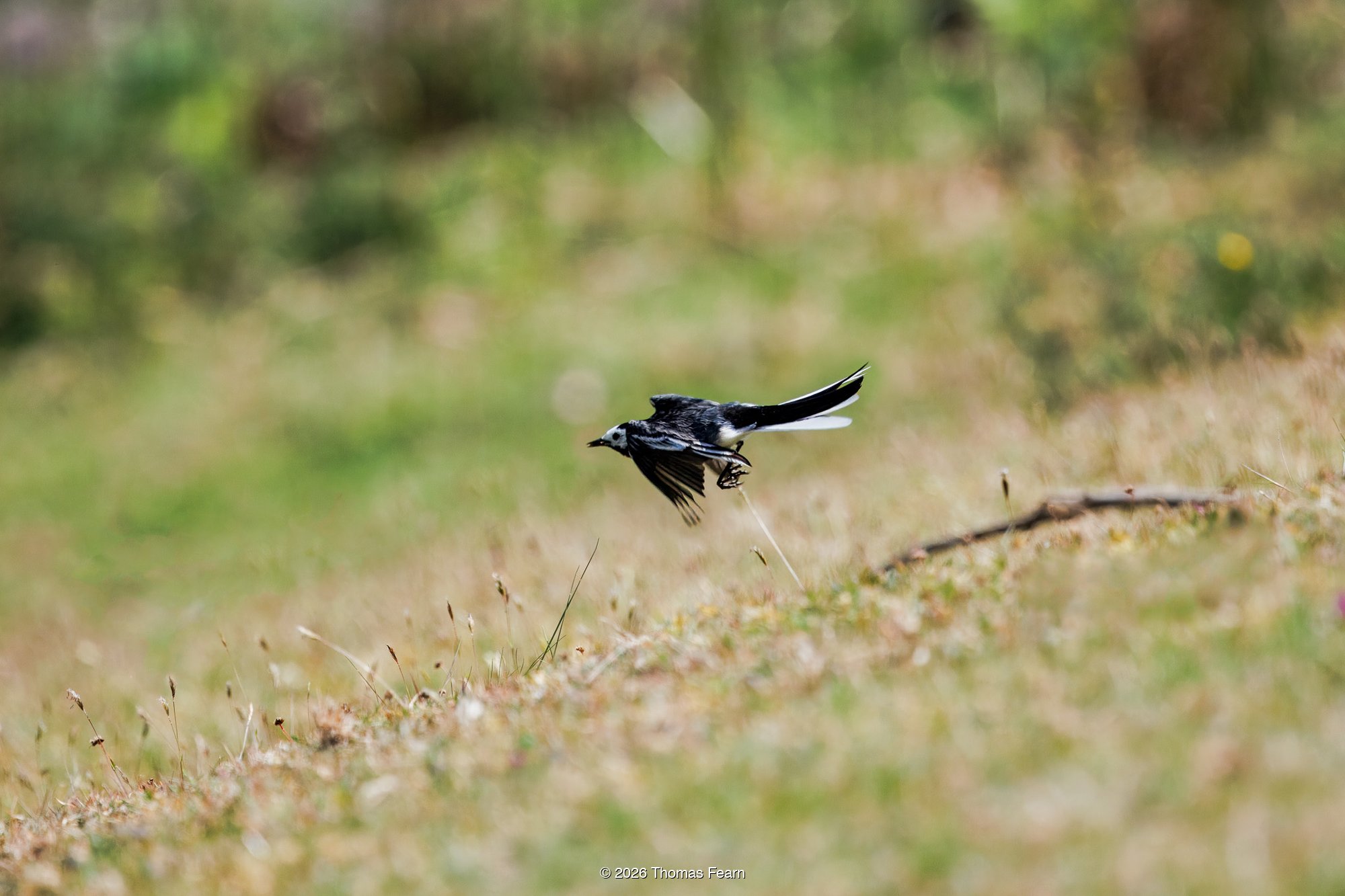 Pied wagtail in low flight over grass