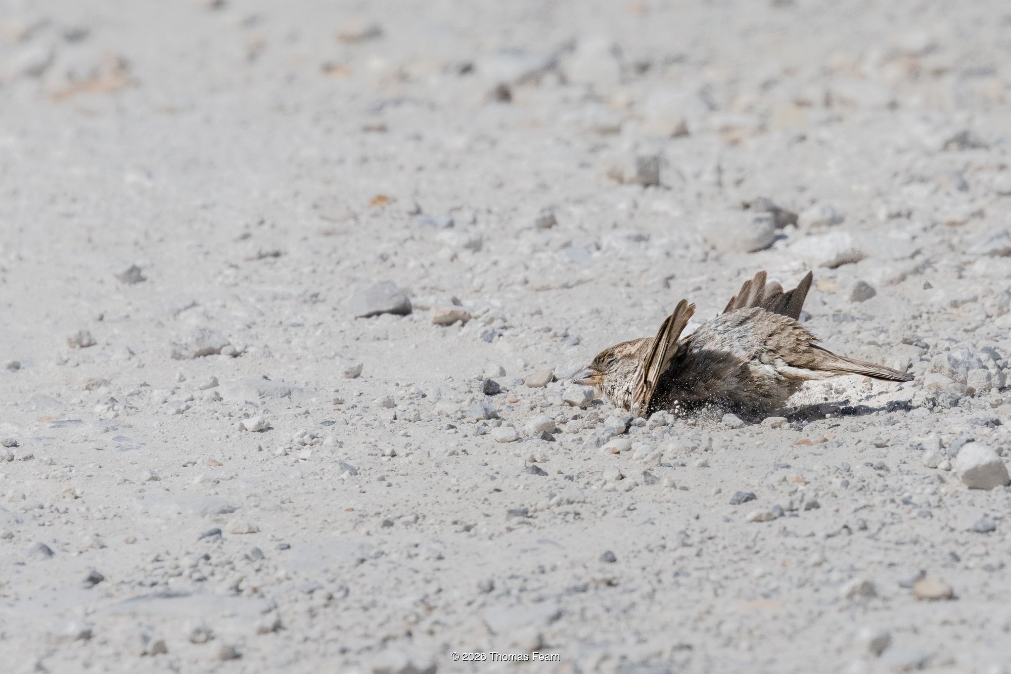 House Sparrow taking a sand bath in the heat
