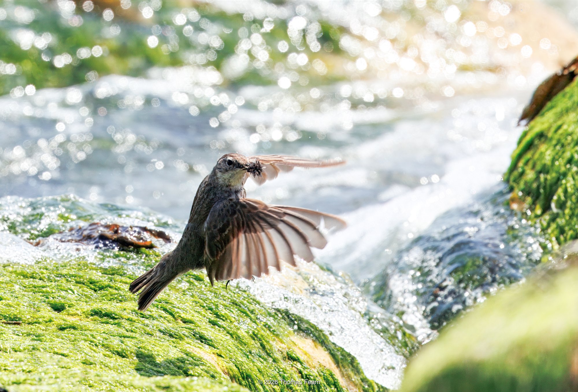 Rock pipit, beak full, startled by sea spray on a rocky coastline