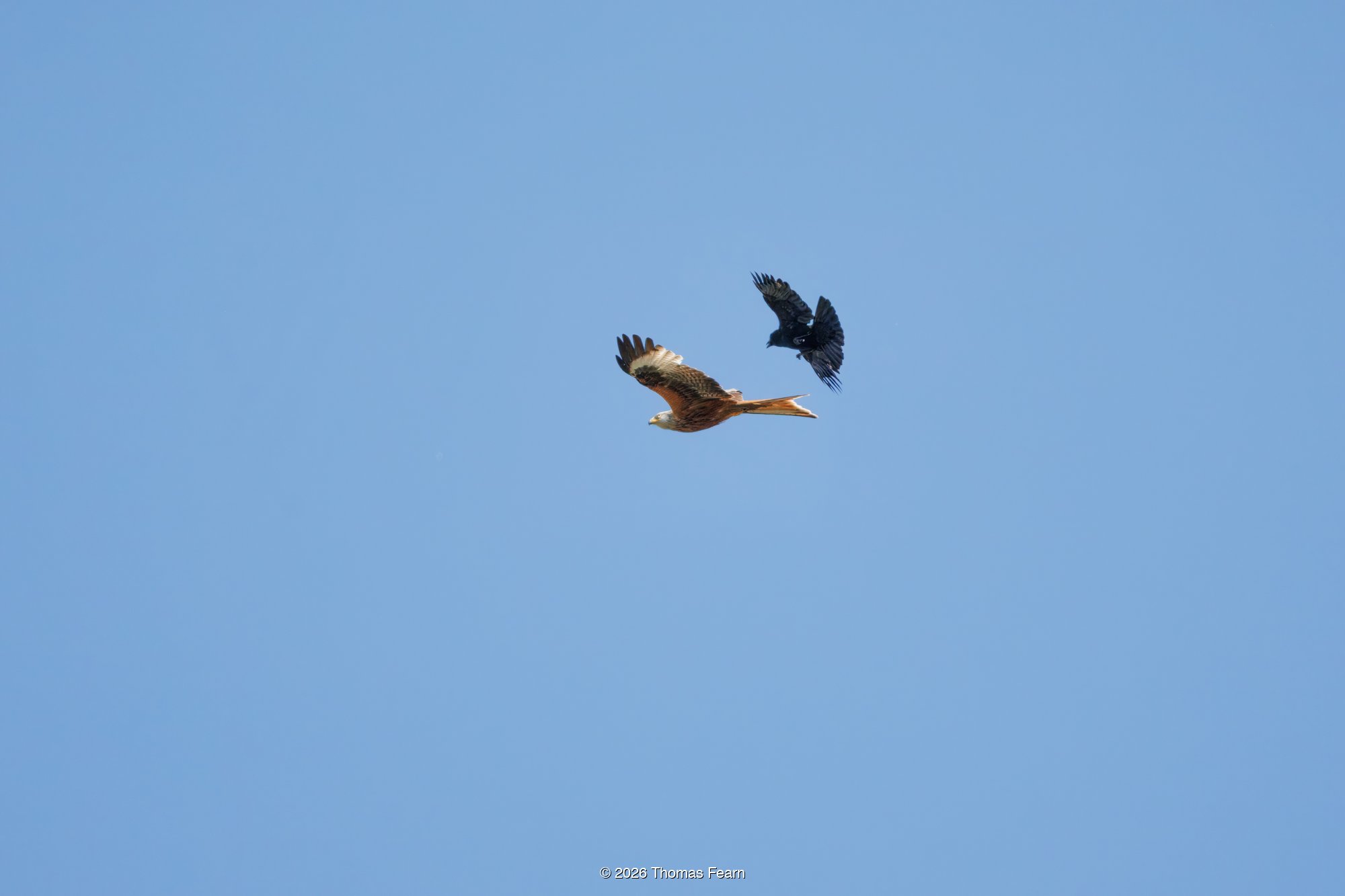 Red kite & crow grappling mid-air