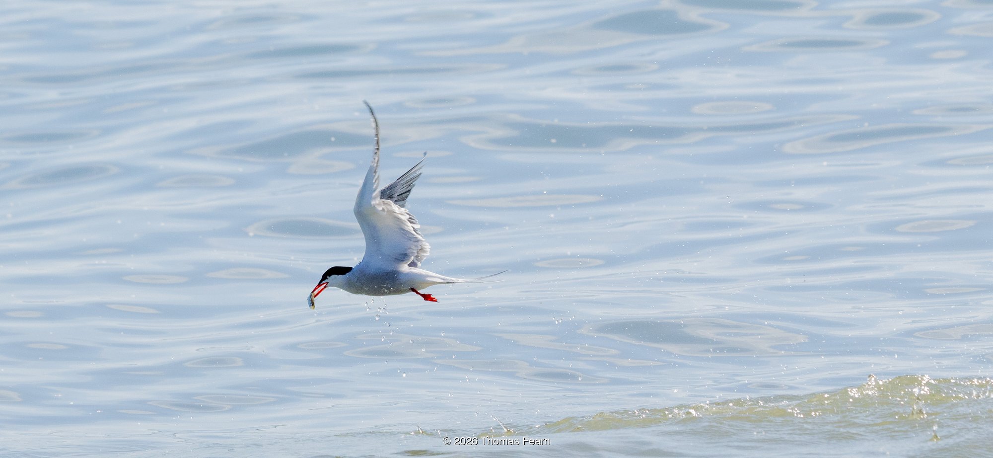 Common tern diving for fish