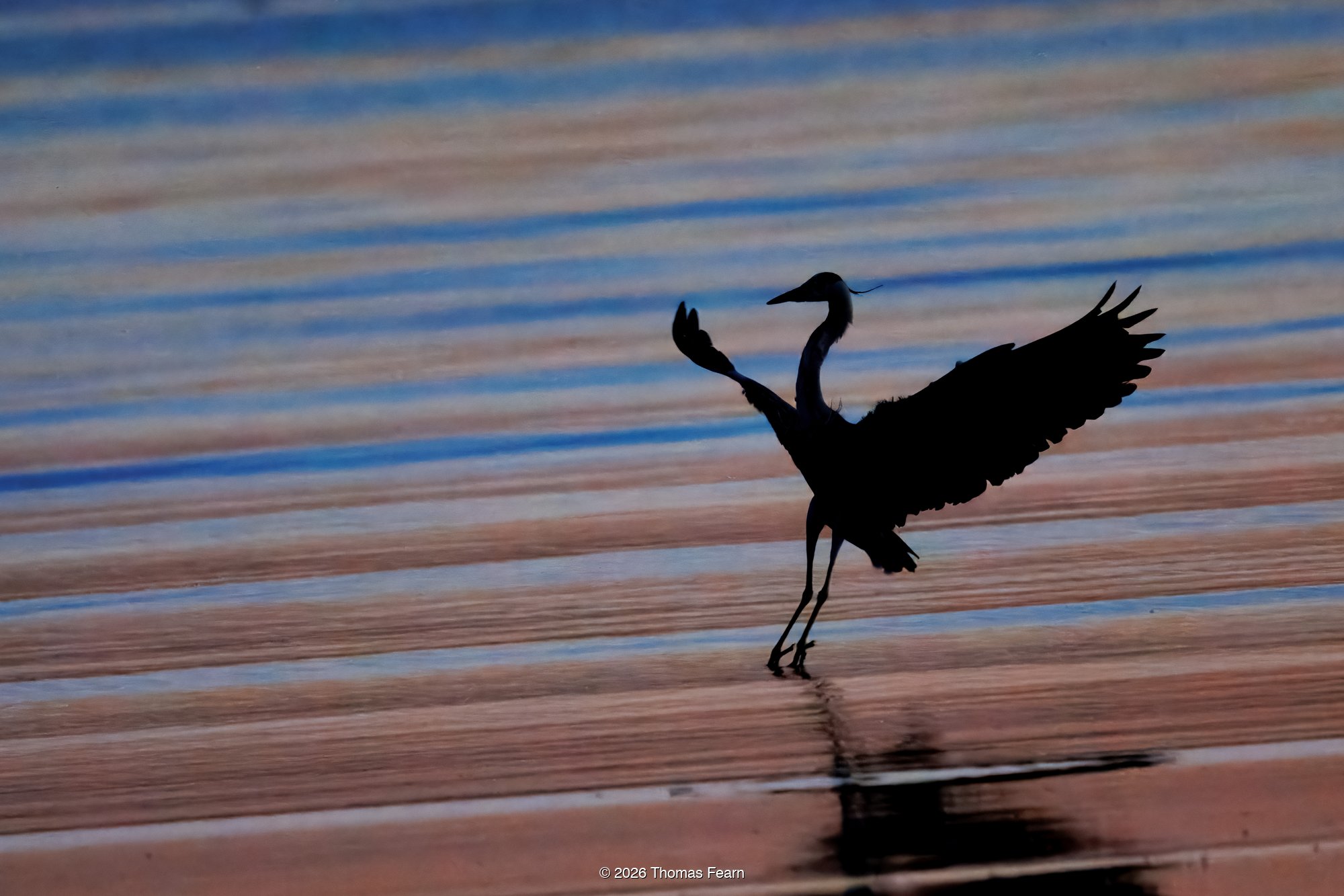 Grey heron silhouette taking off at sunset