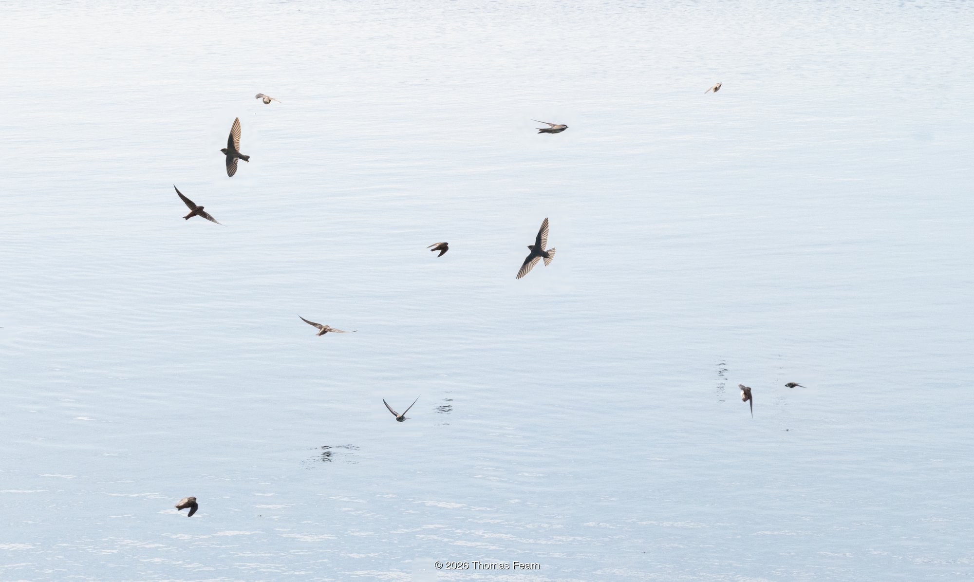 Sand martins hunting over calm water