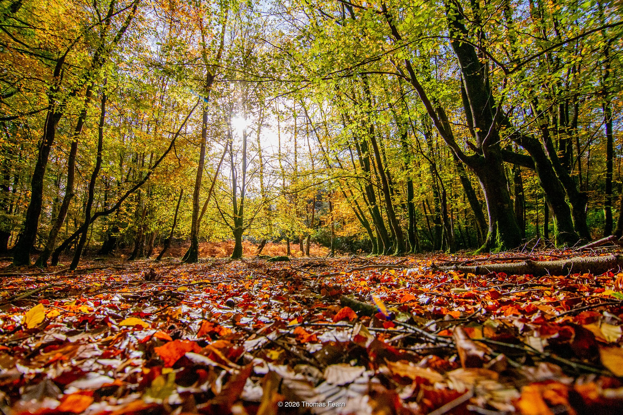 Autumn in the New Forest, UK