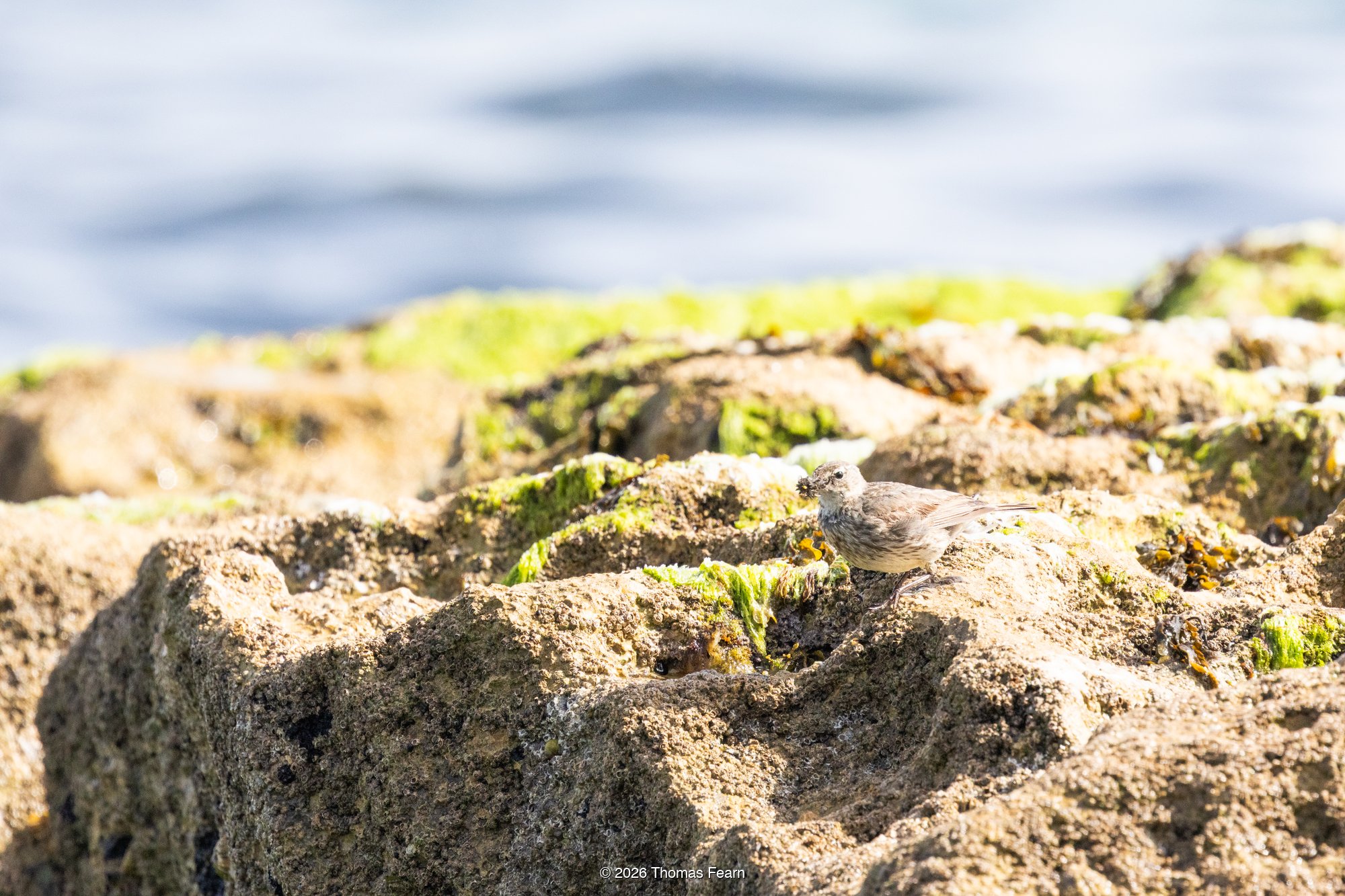 Hidden Rock Pipit with full beak