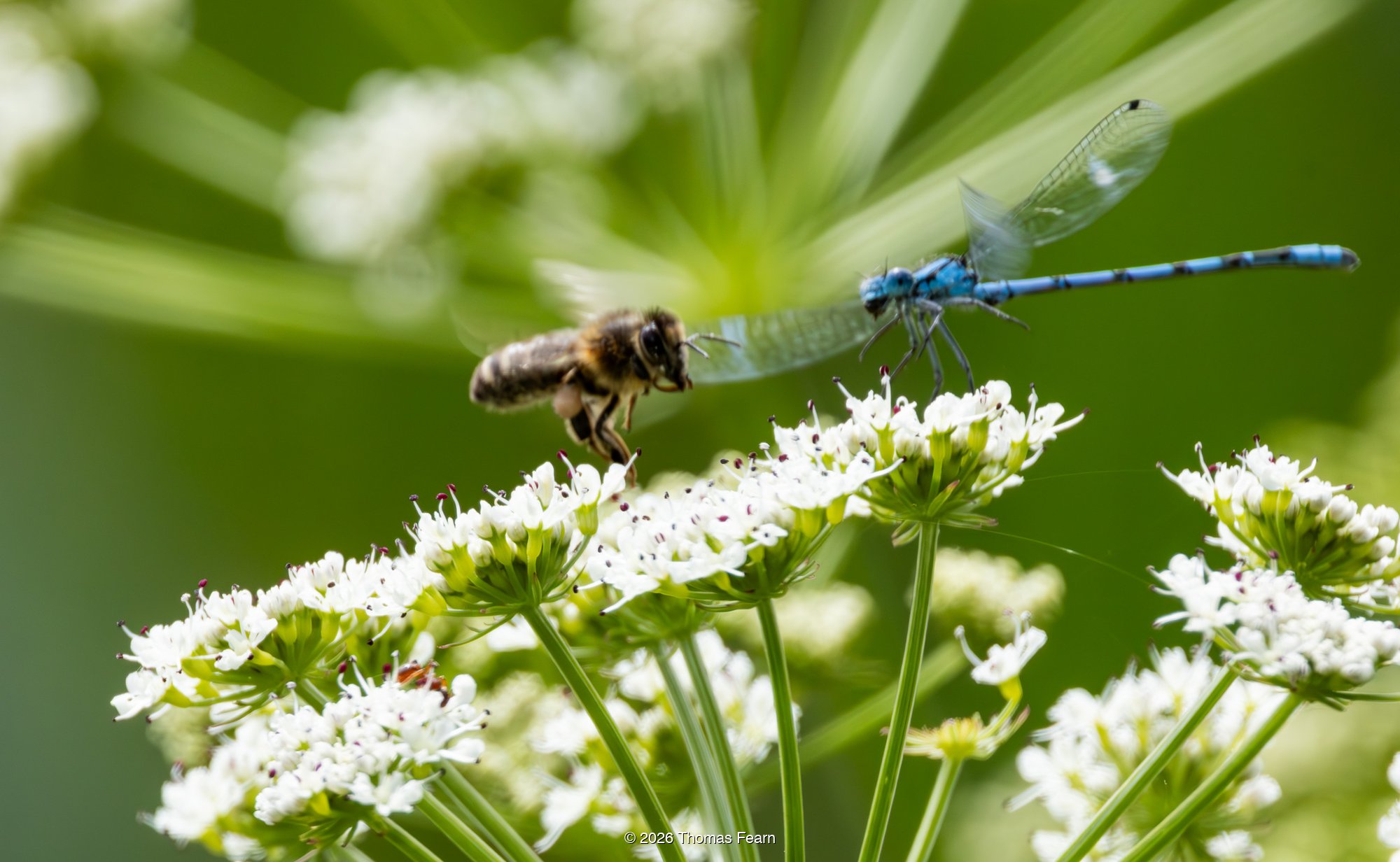 Banded demoiselle and honeybee on cow parsley flowers