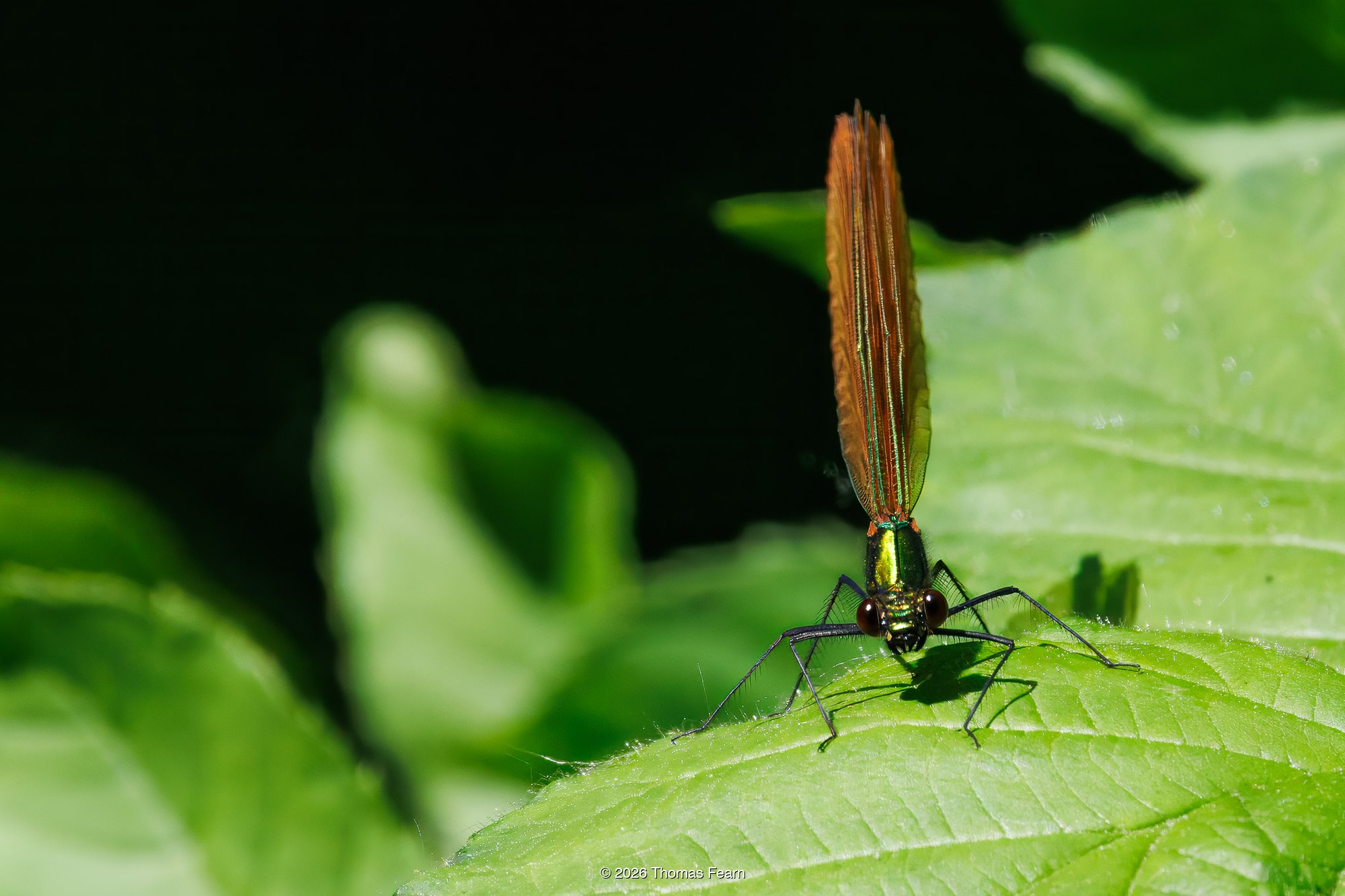 Beautiful demoiselle, female — wings catching the light