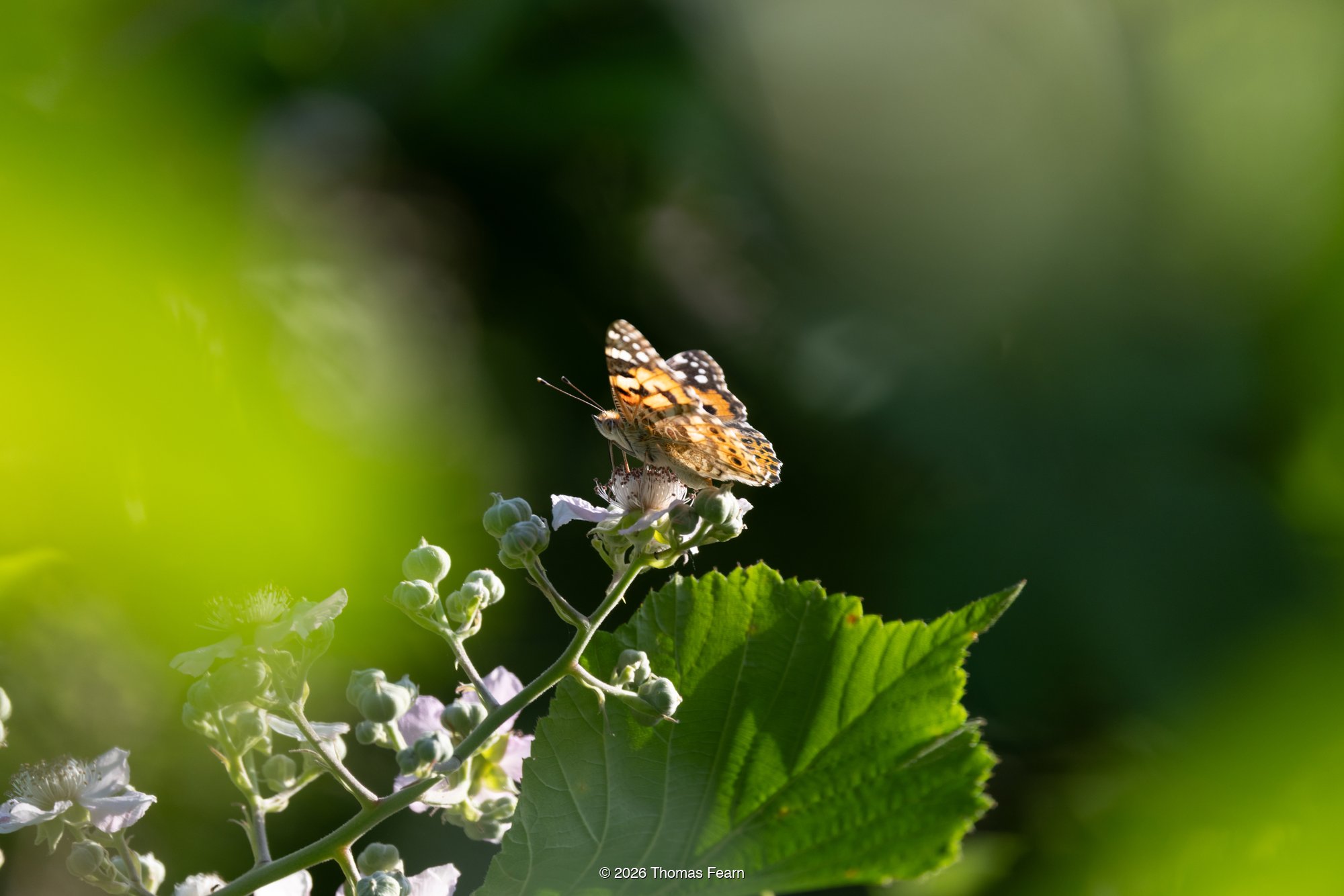 Painted Lady butterfly on bramble blossom