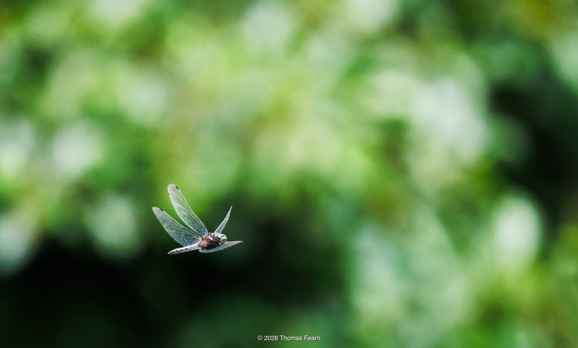 Damselfly on waterside vegetation