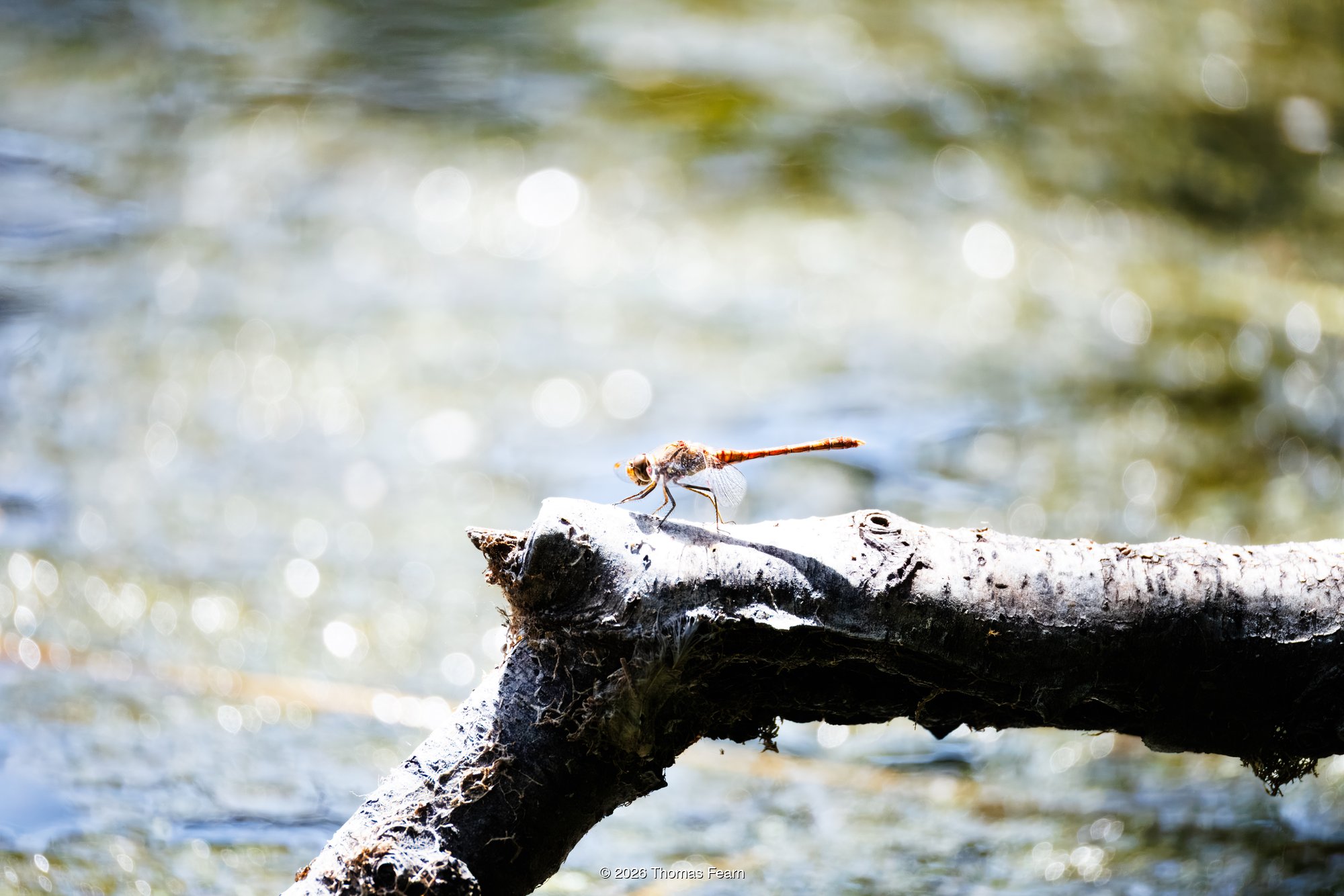 Common darter resting on a sun-bleached branch