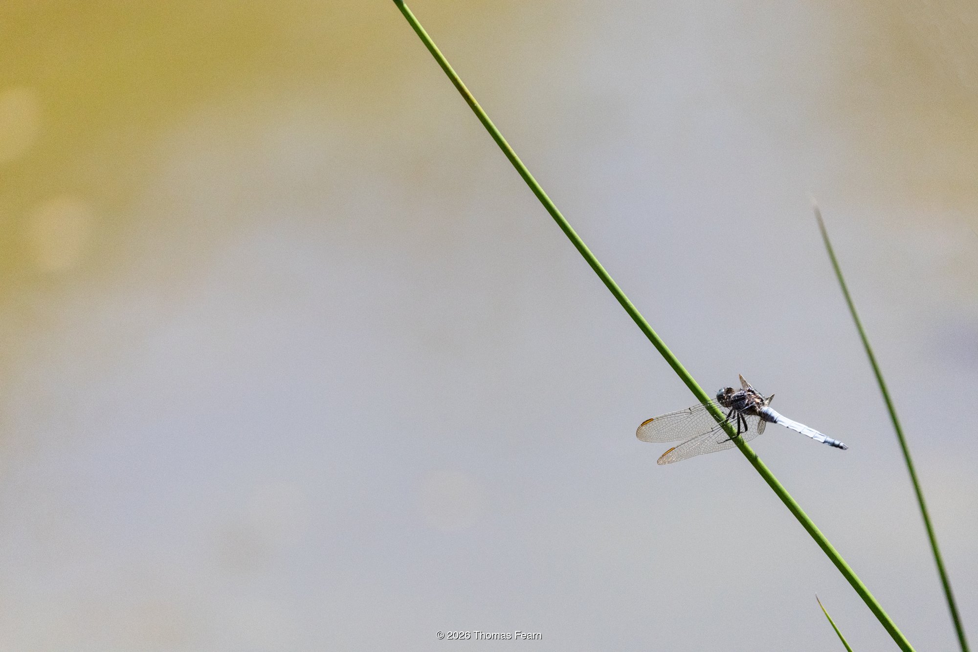 Black-tailed skimmer on a lone reed
