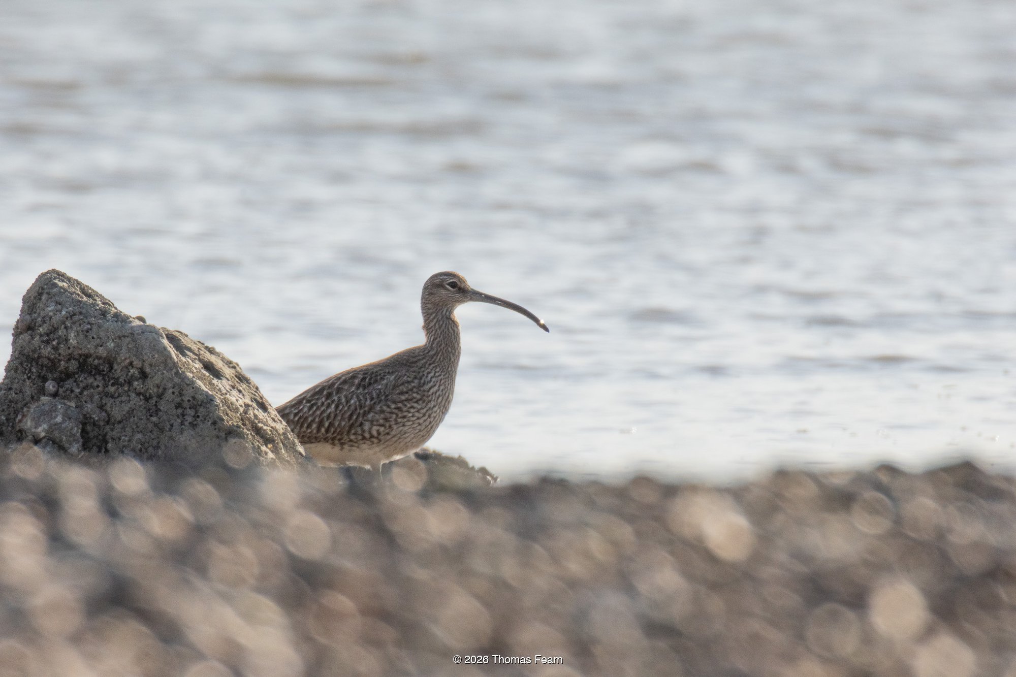 Eurasian curlew on a pebbled shore