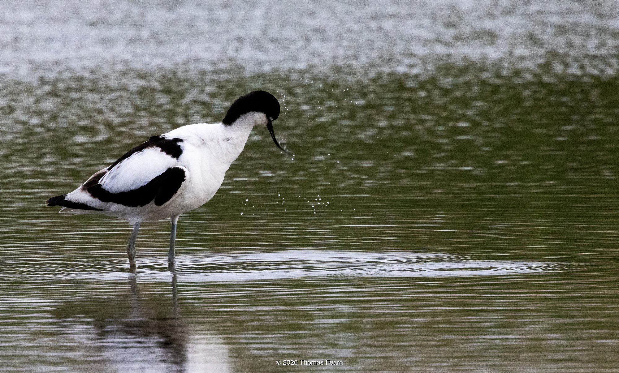 Single avocet sweeping its bill through water