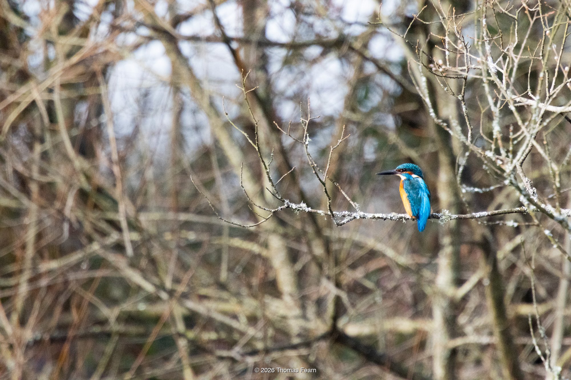 Common kingfisher in dry winter reeds