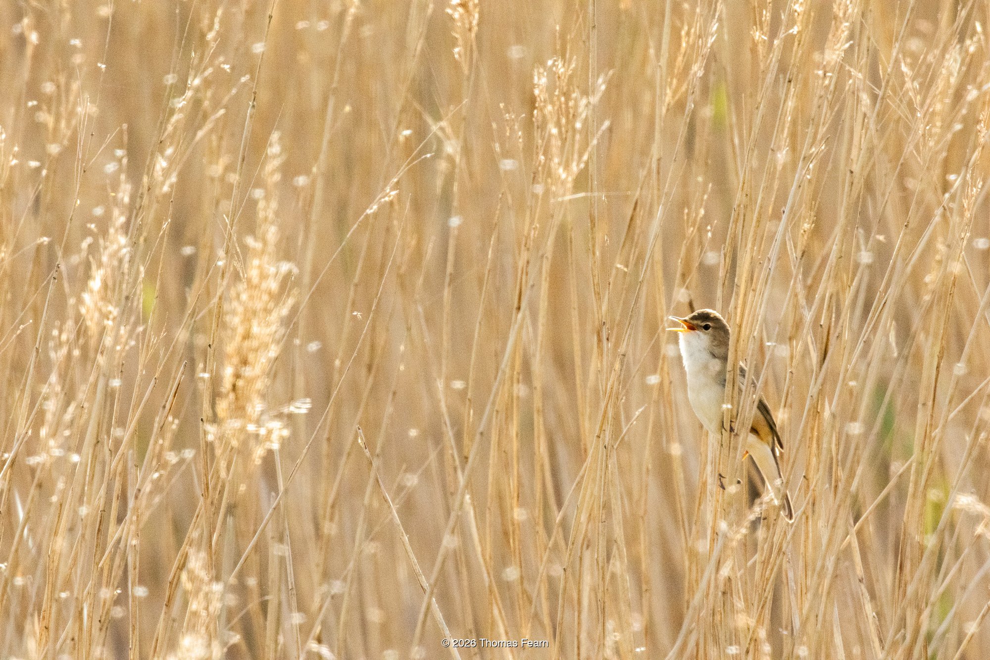 Wagtail reflected in a reedbed pool