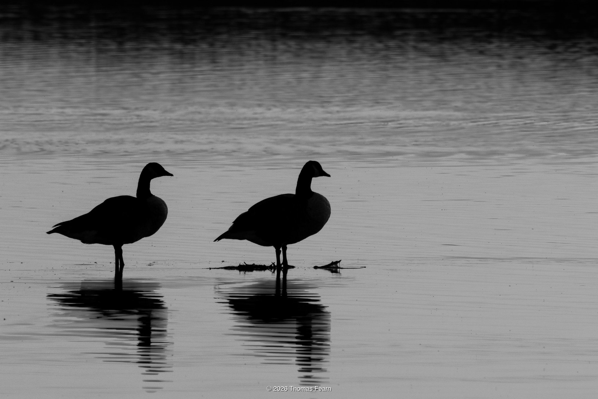 Two coots silhouetted on still water