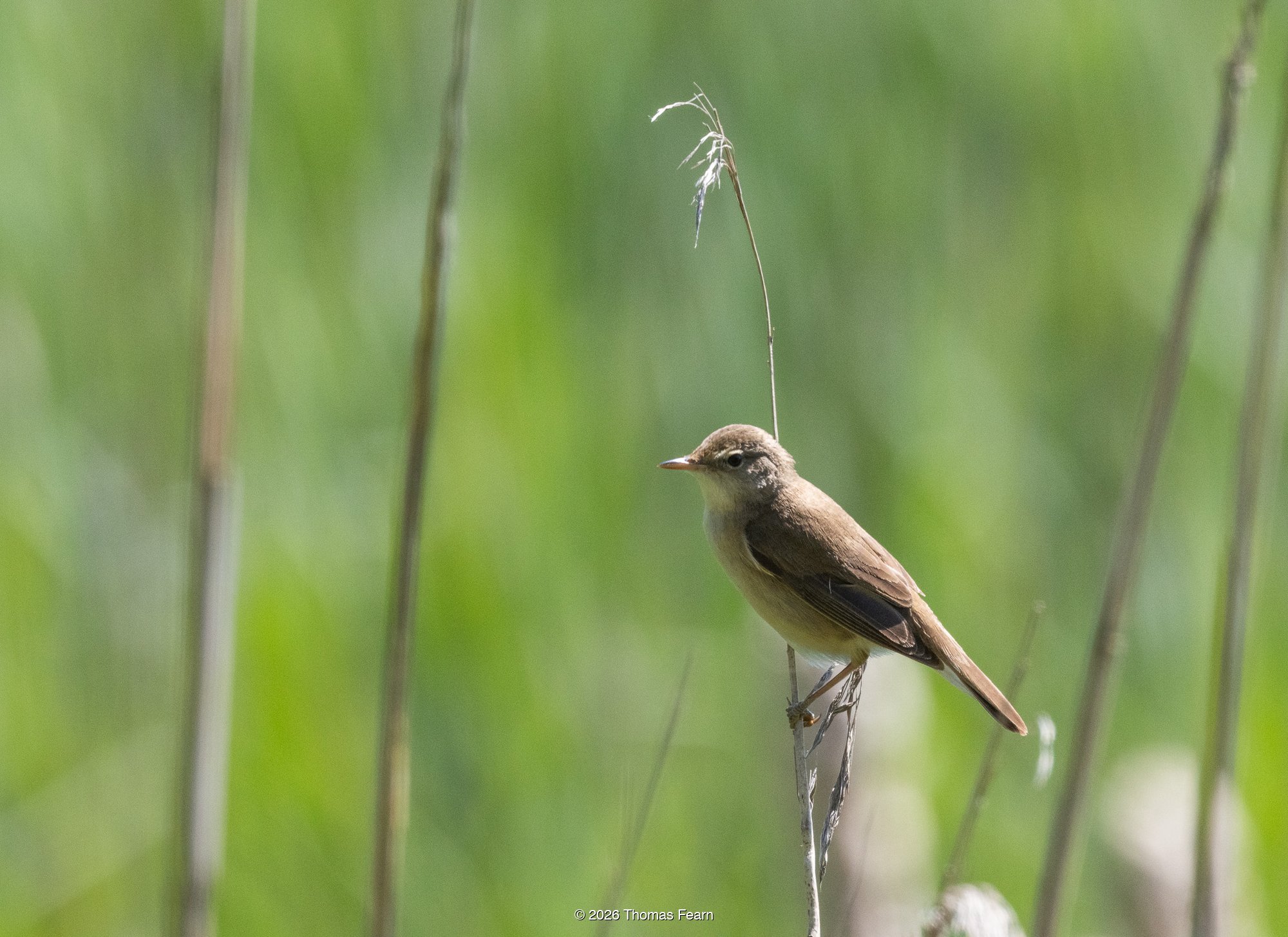 Reed bunting perched on a reed stem