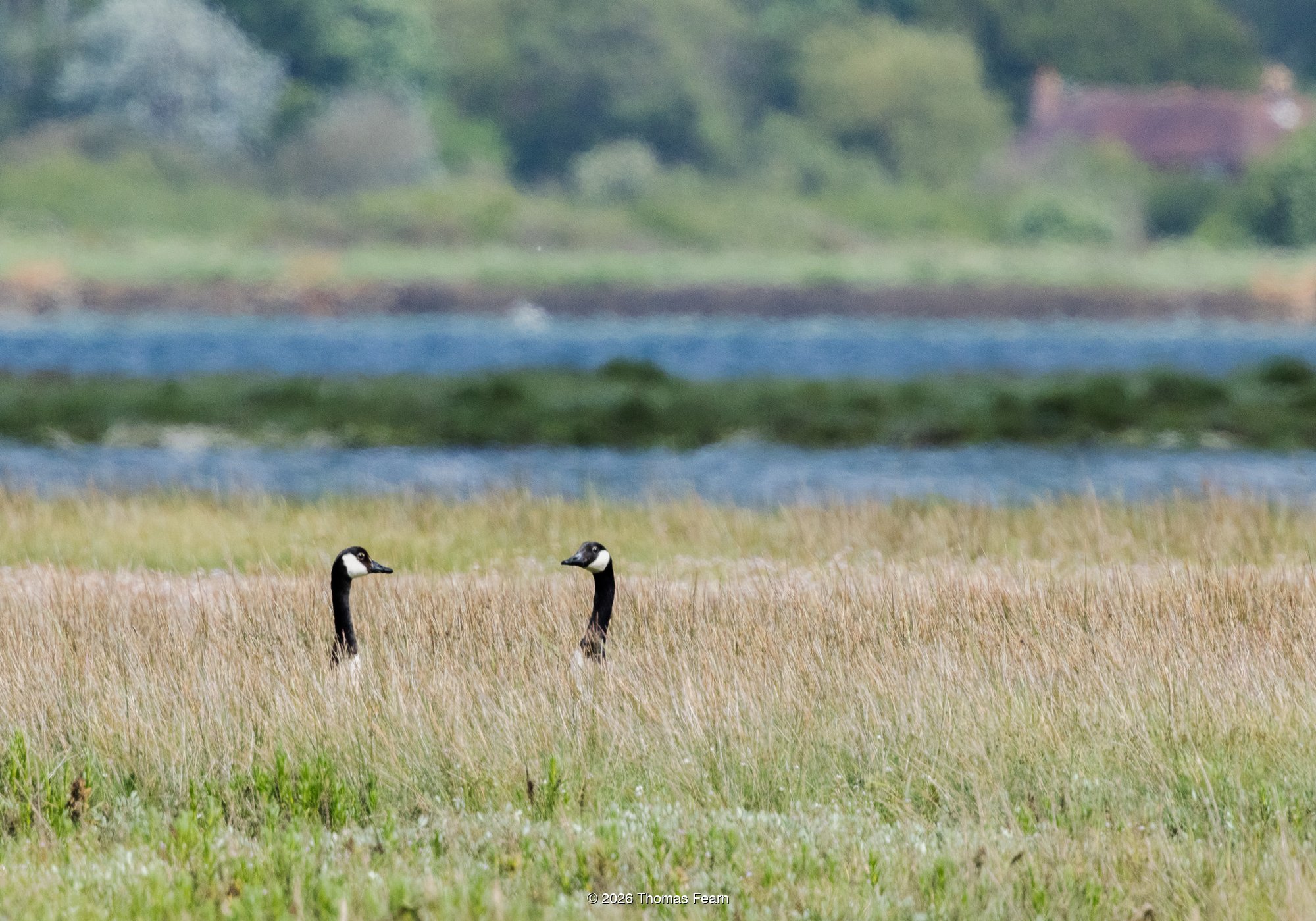 Distant lapwings and ducks across saltmarsh