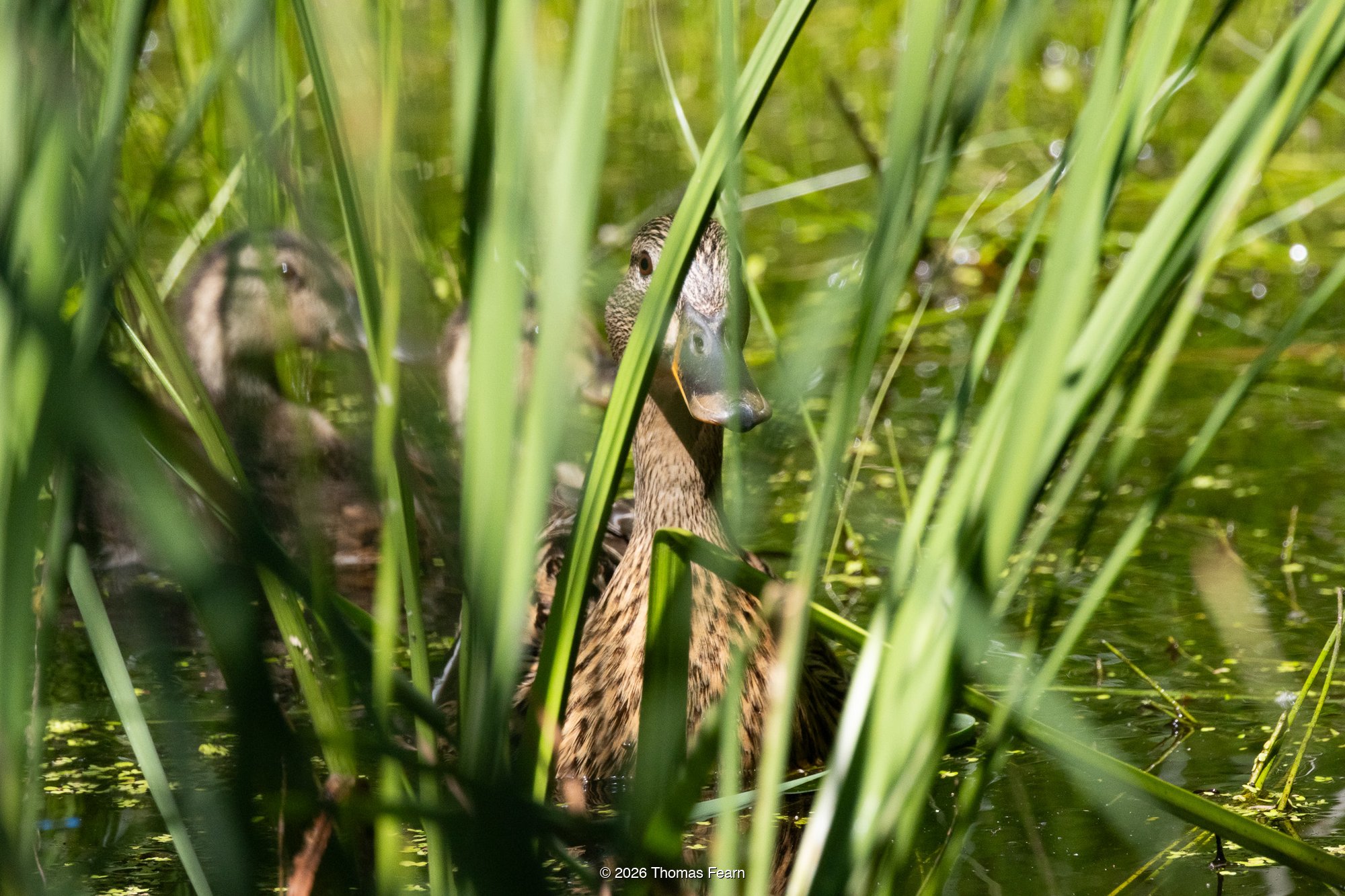 Reed bunting calling from a reedbed