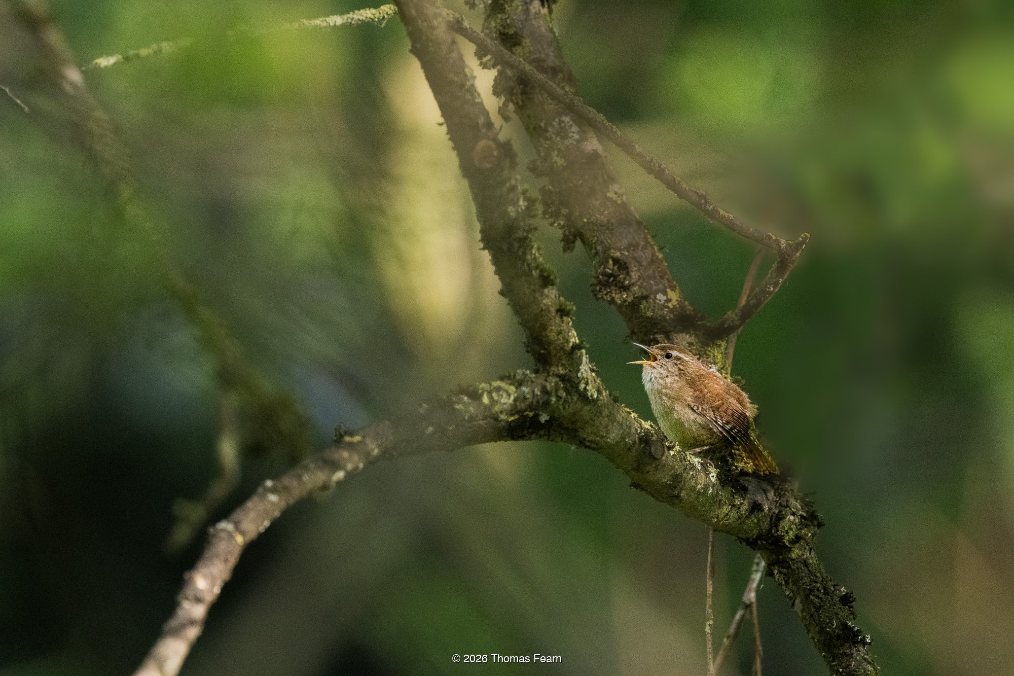 Reed warbler against a pale wash of reeds