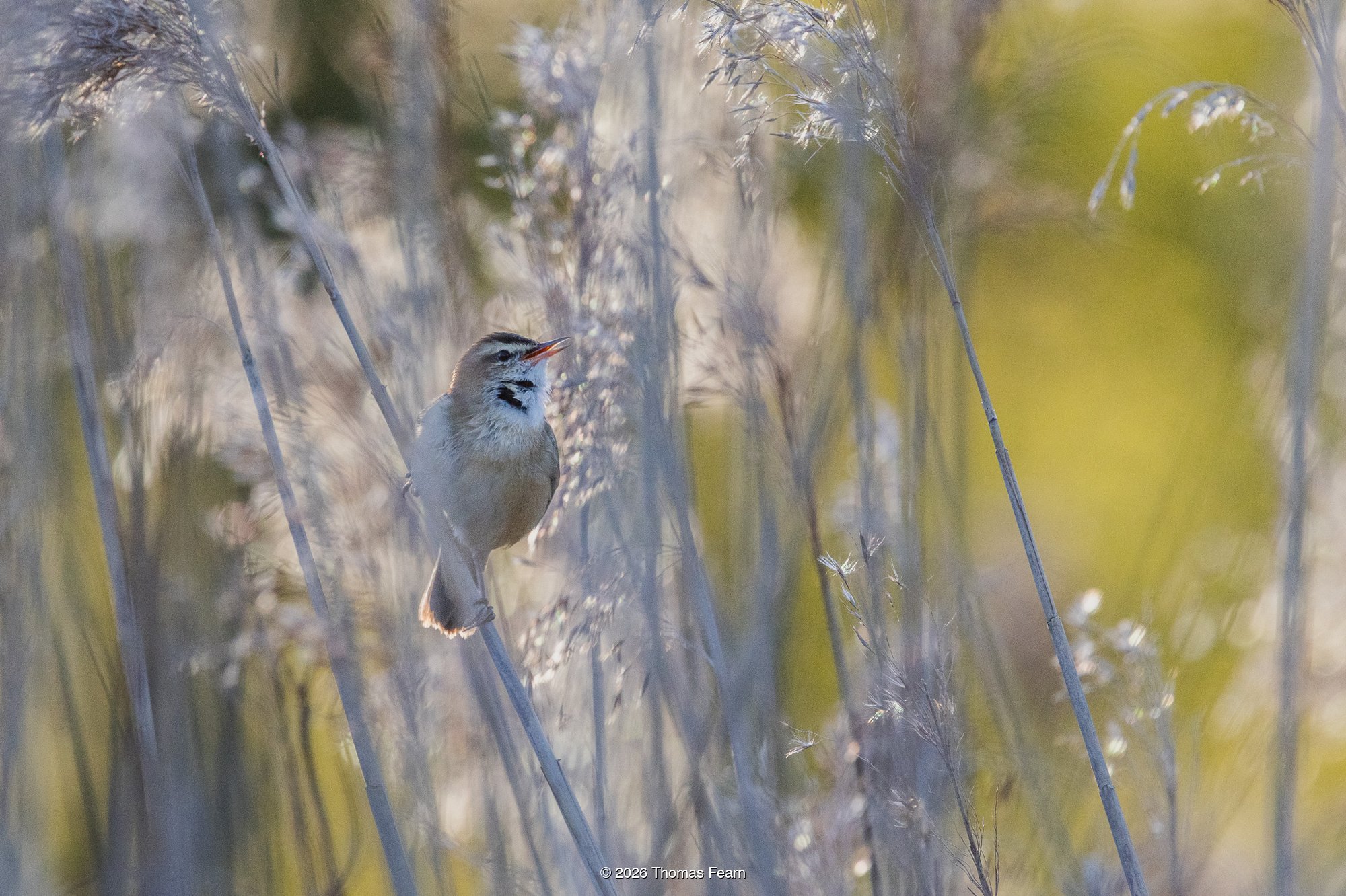 Reed bunting balanced on a slender reed
