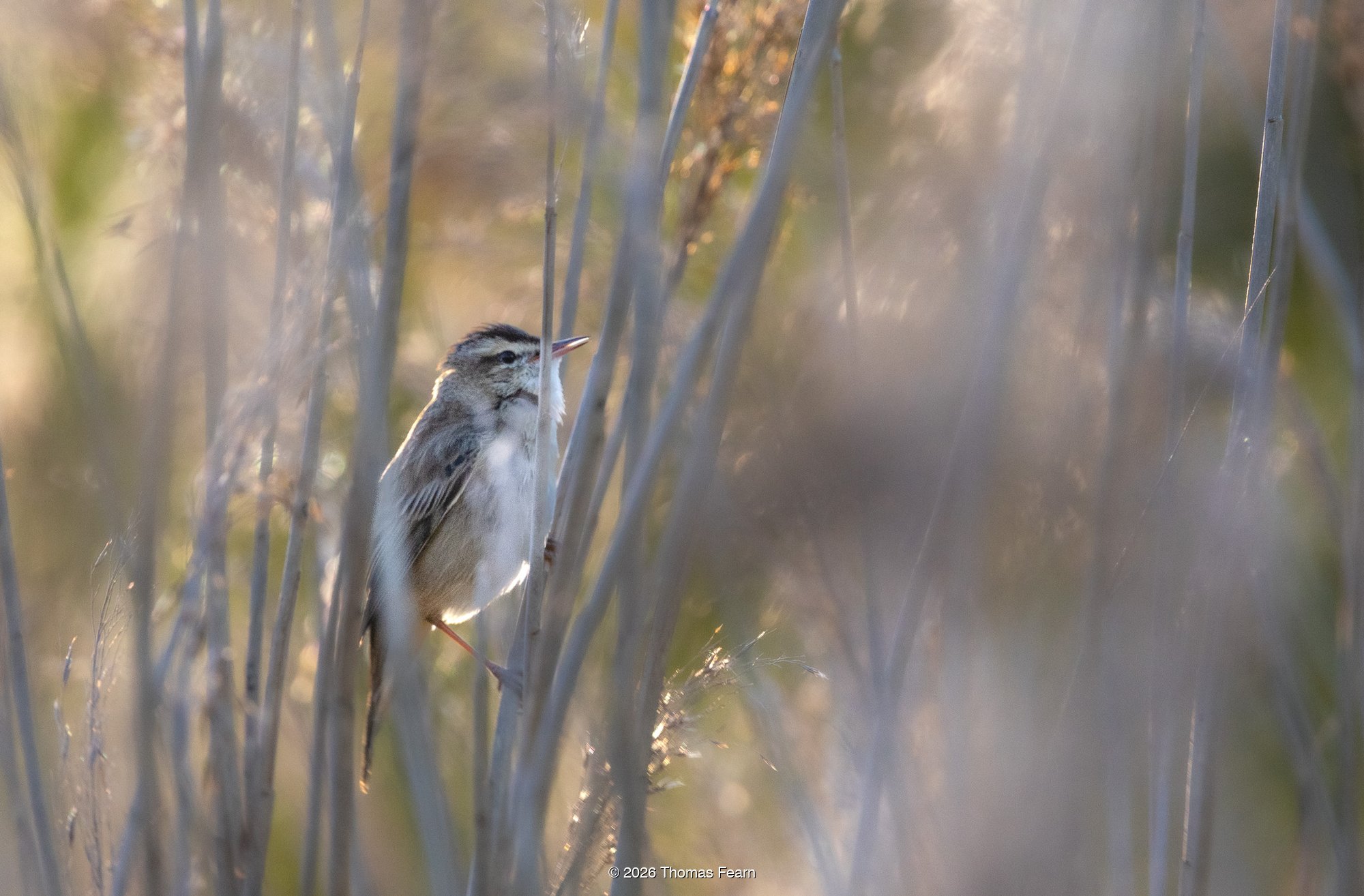 Reed bunting half hidden behind cattails