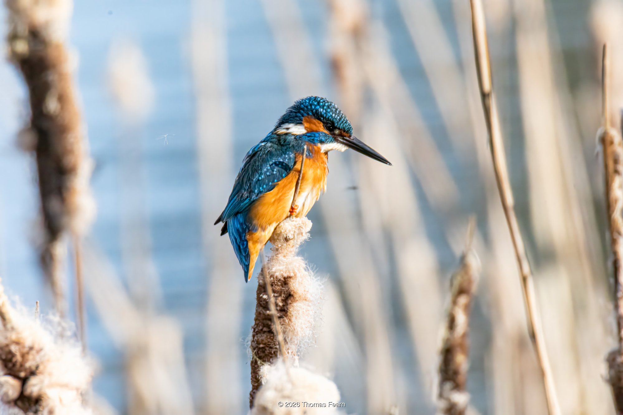 Kingfisher diving toward the water