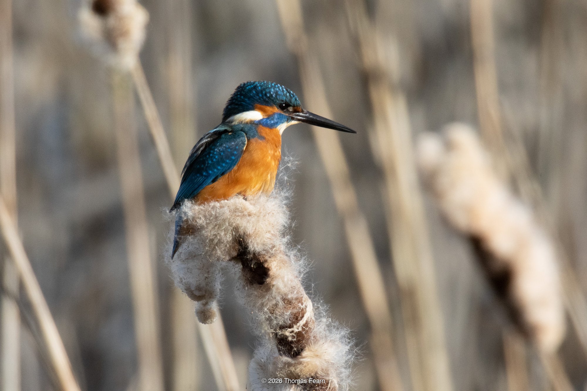 Kingfisher hunting from a reed perch