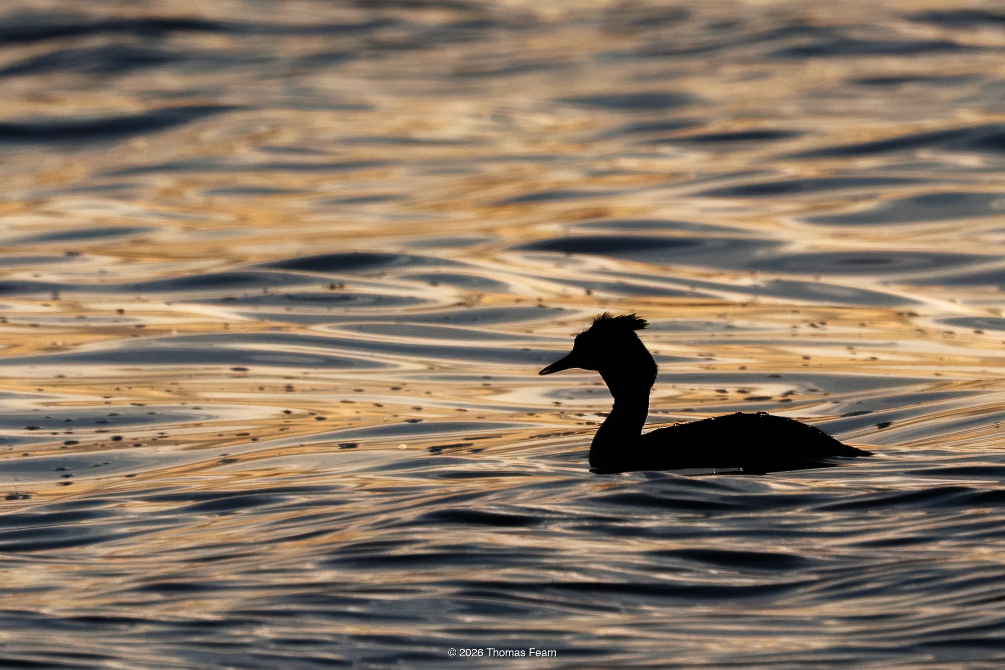 Black-necked grebe on still open water