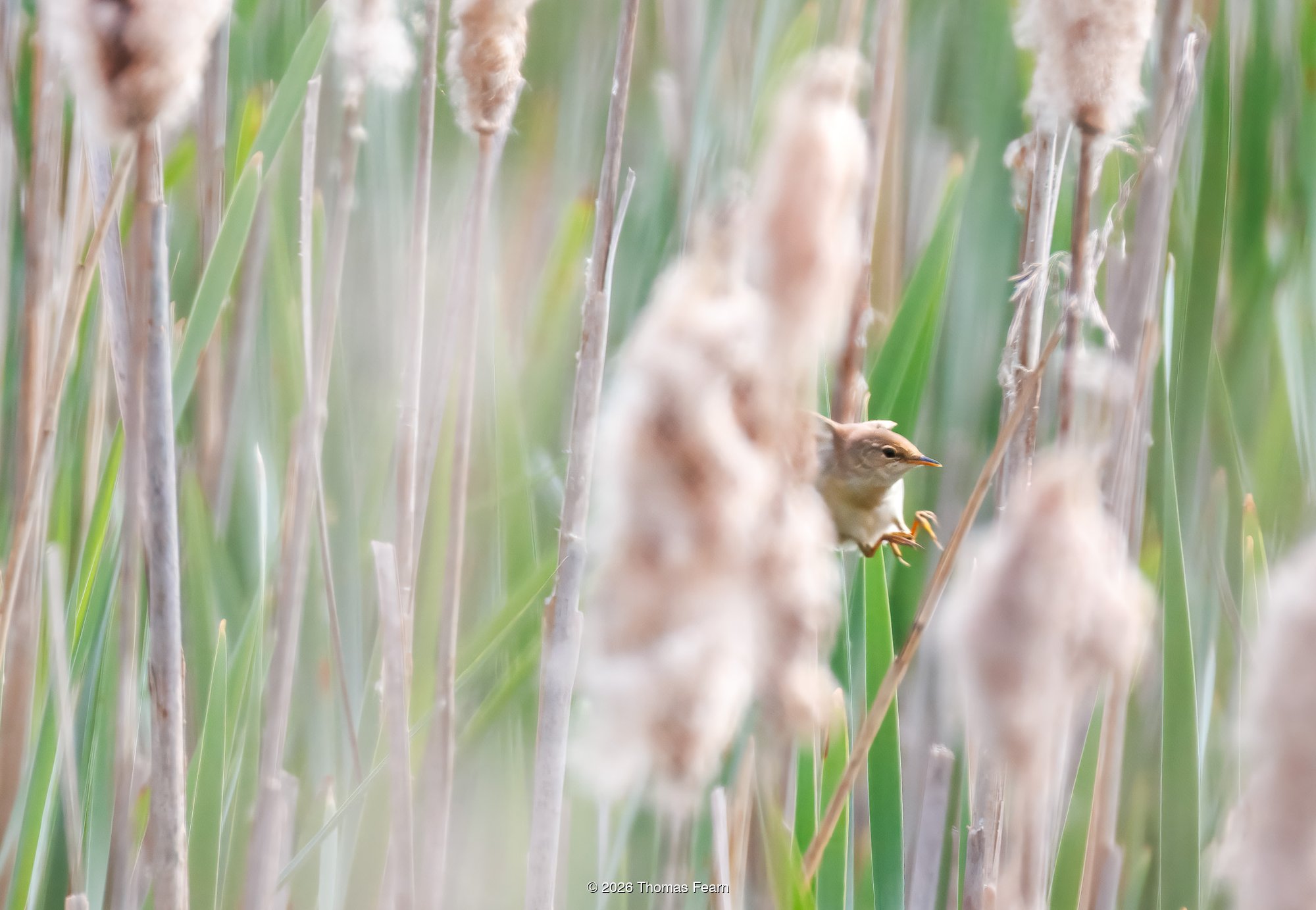 Reed bunting on a swaying cattail