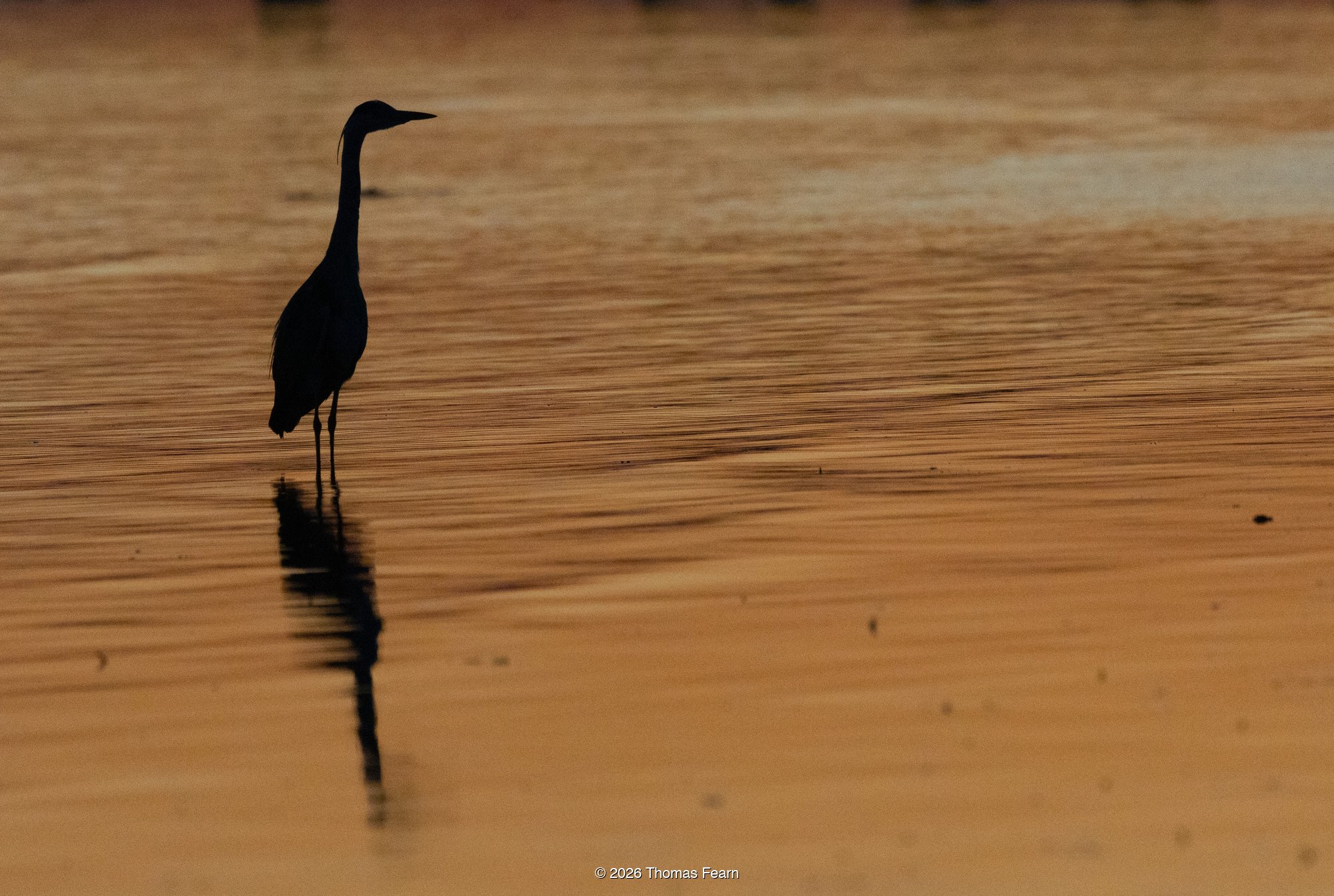 Heron silhouette wading at golden hour