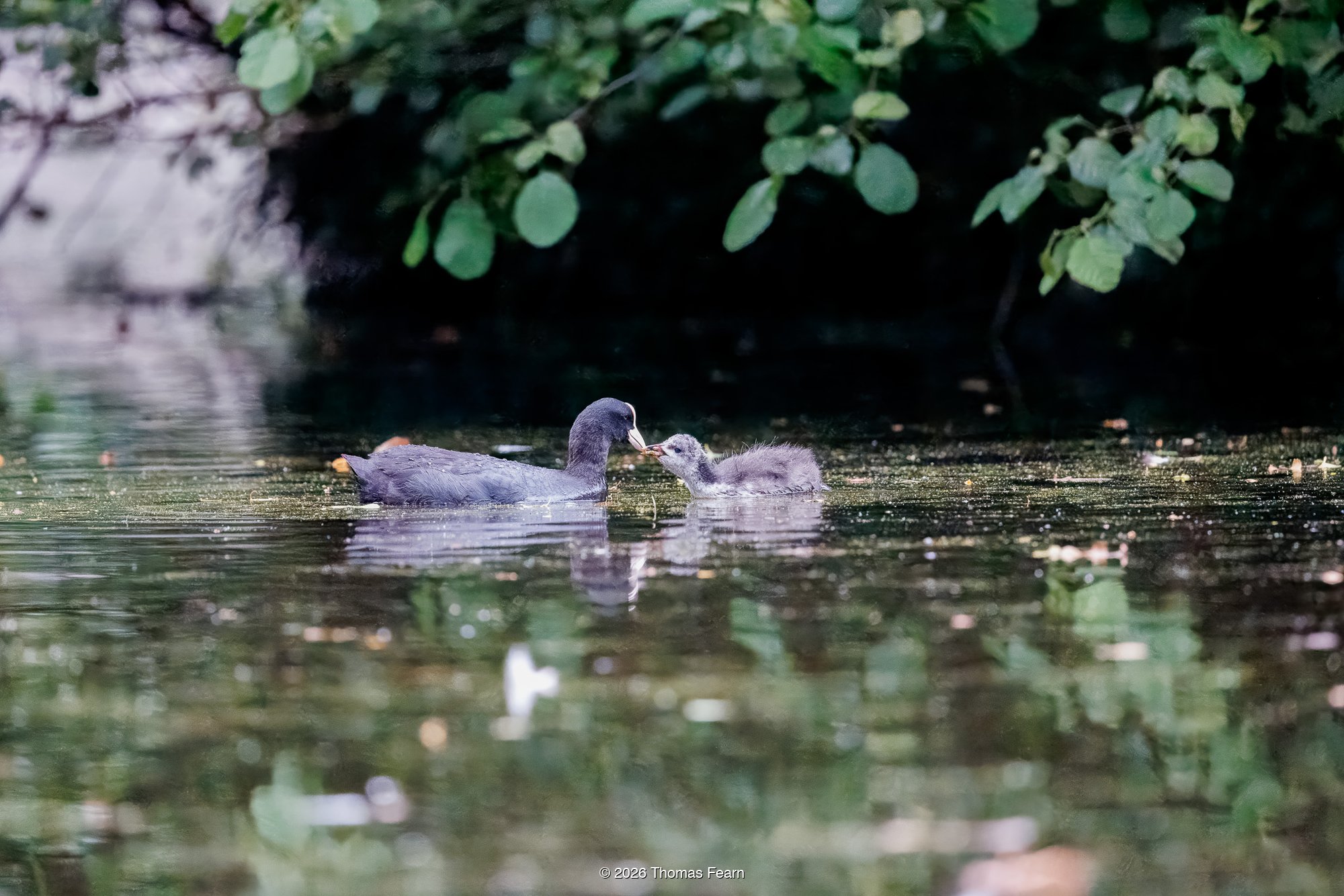 Coot feeding its chick on a shaded pool