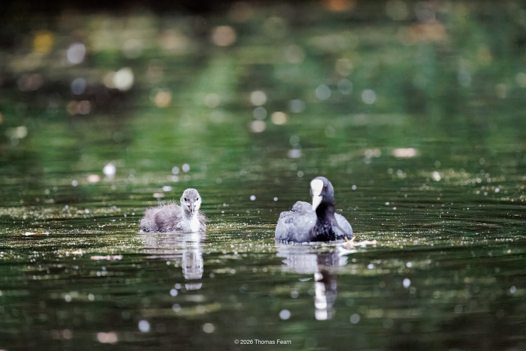 Coot and chick on a green pool