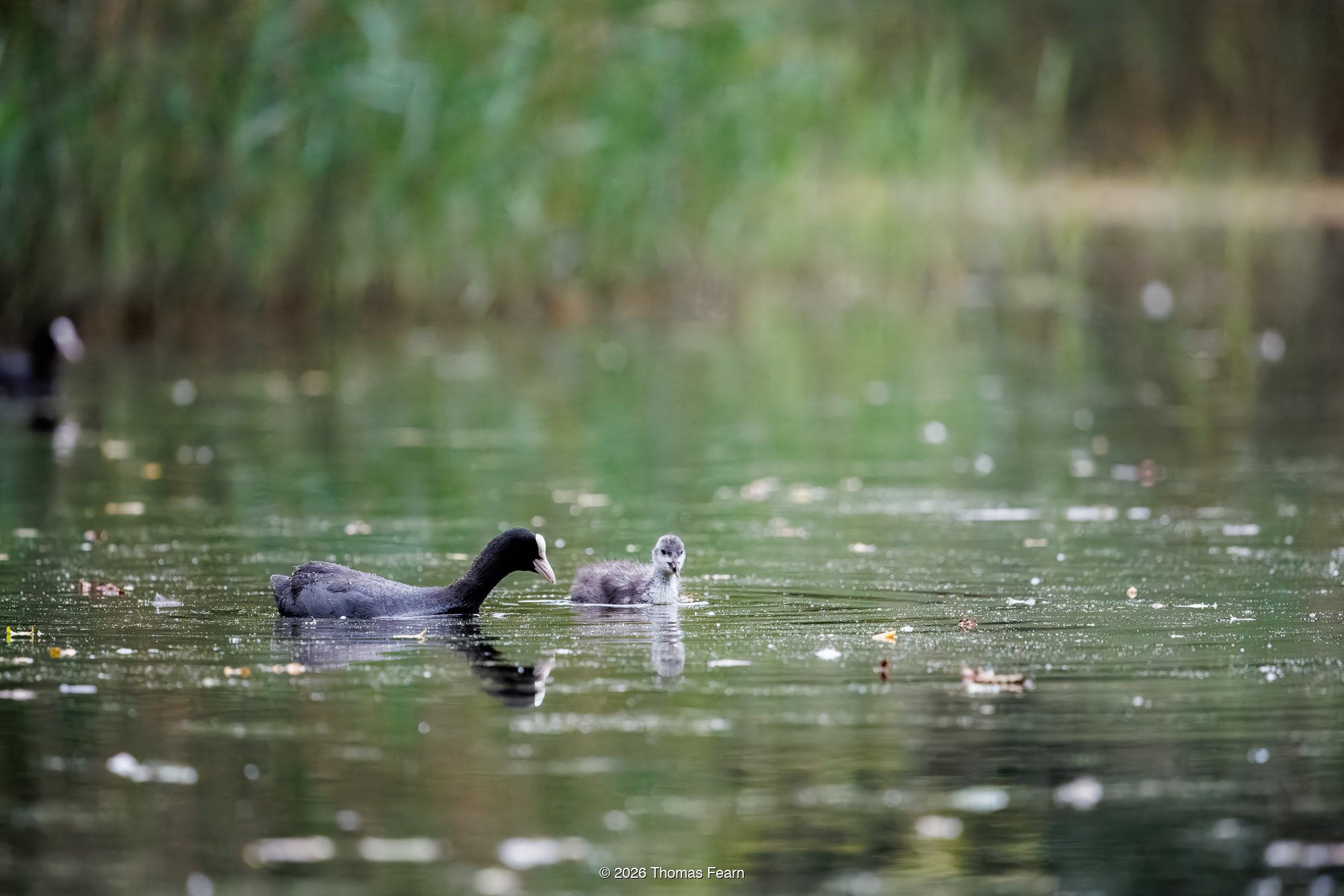 Coot with a chick on a green pool