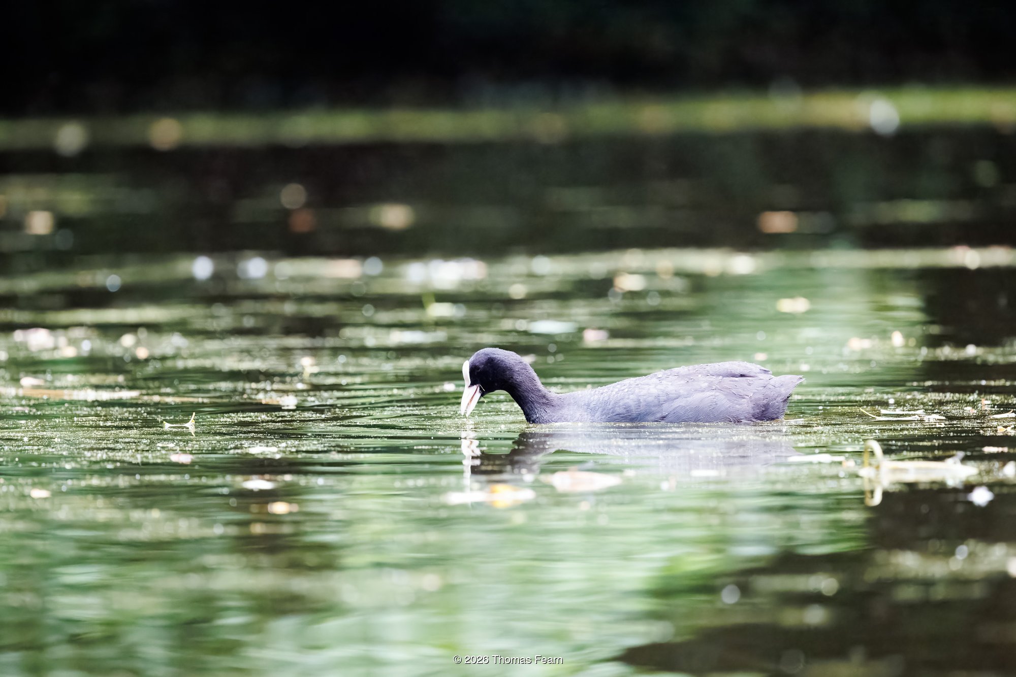 Coot feeding on a green pool