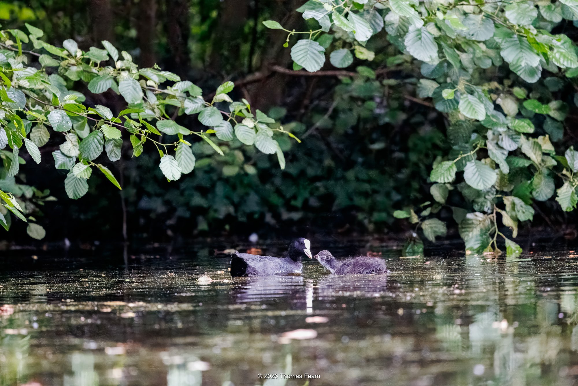 Coot and chick beneath overhanging leaves