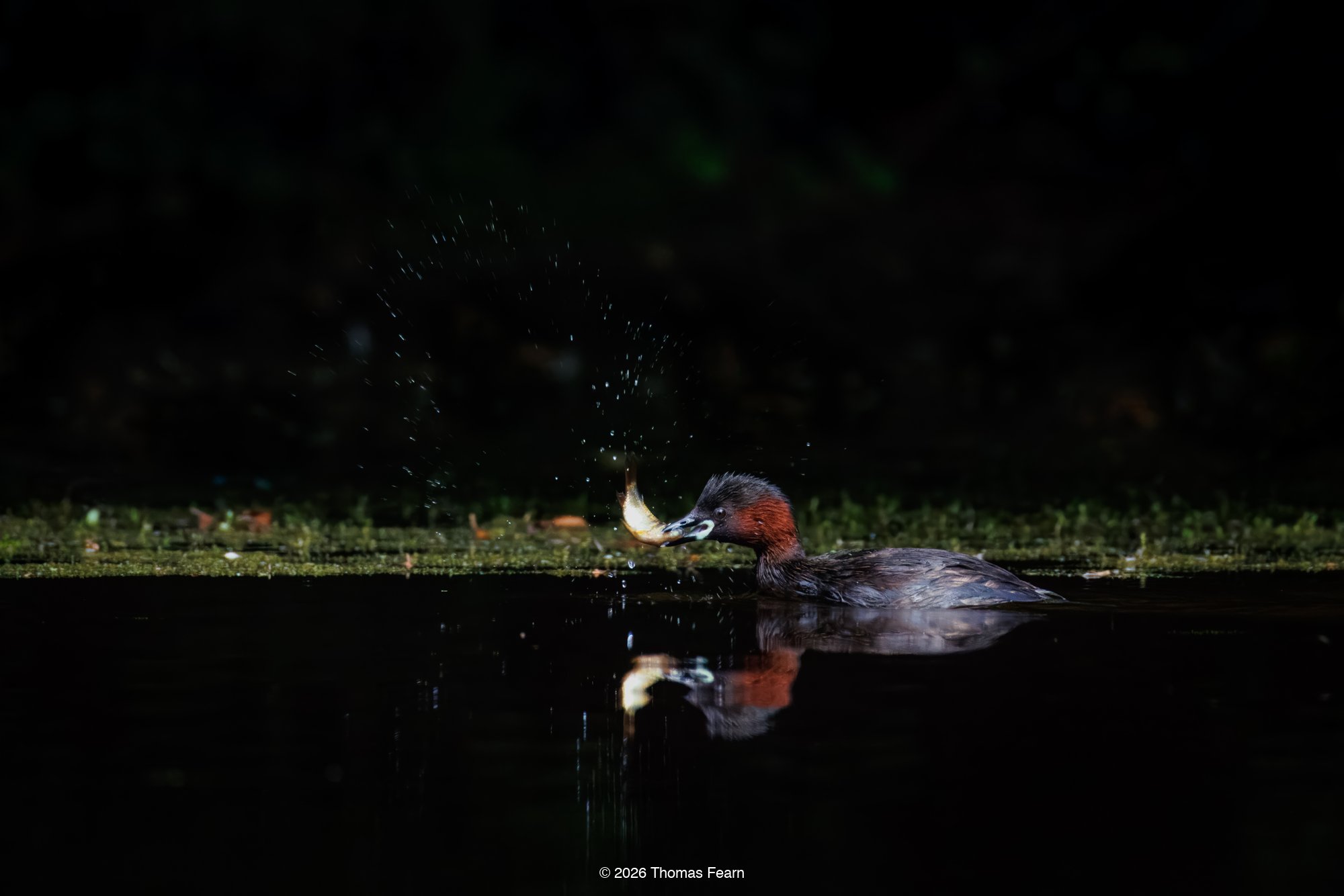 Little grebe wrestling a catch