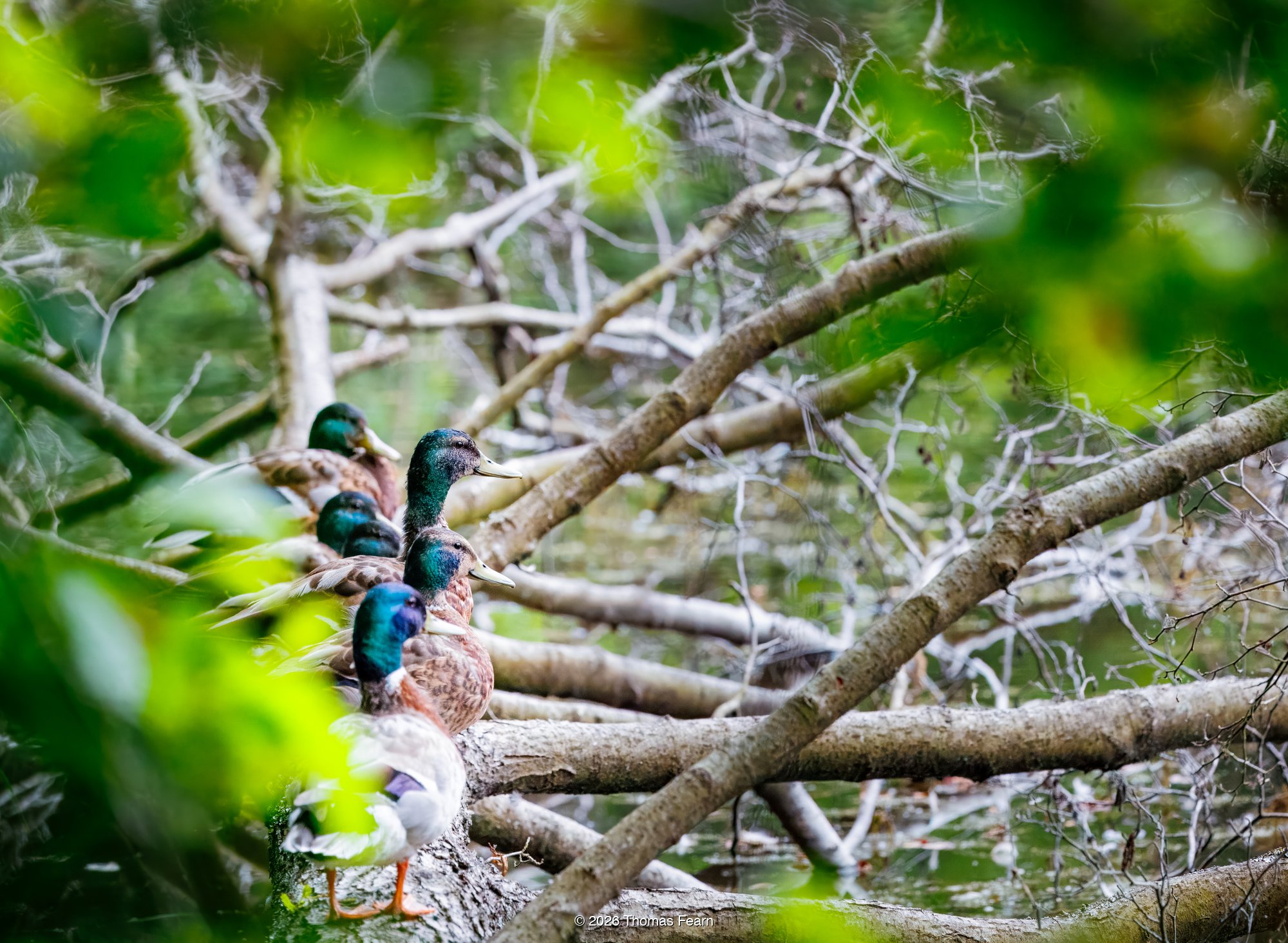Mallards resting on a fallen branch