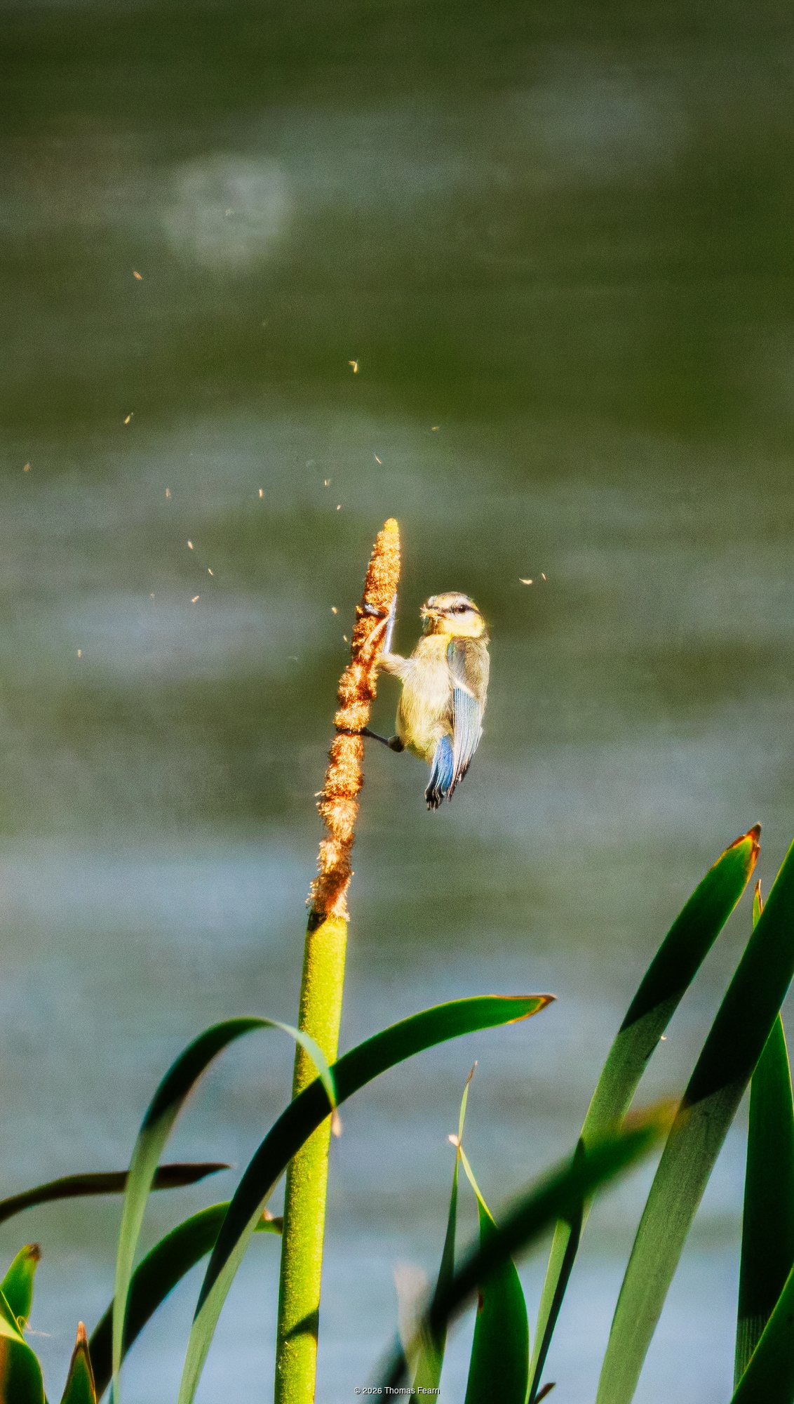 Juvenile great tit on a reed