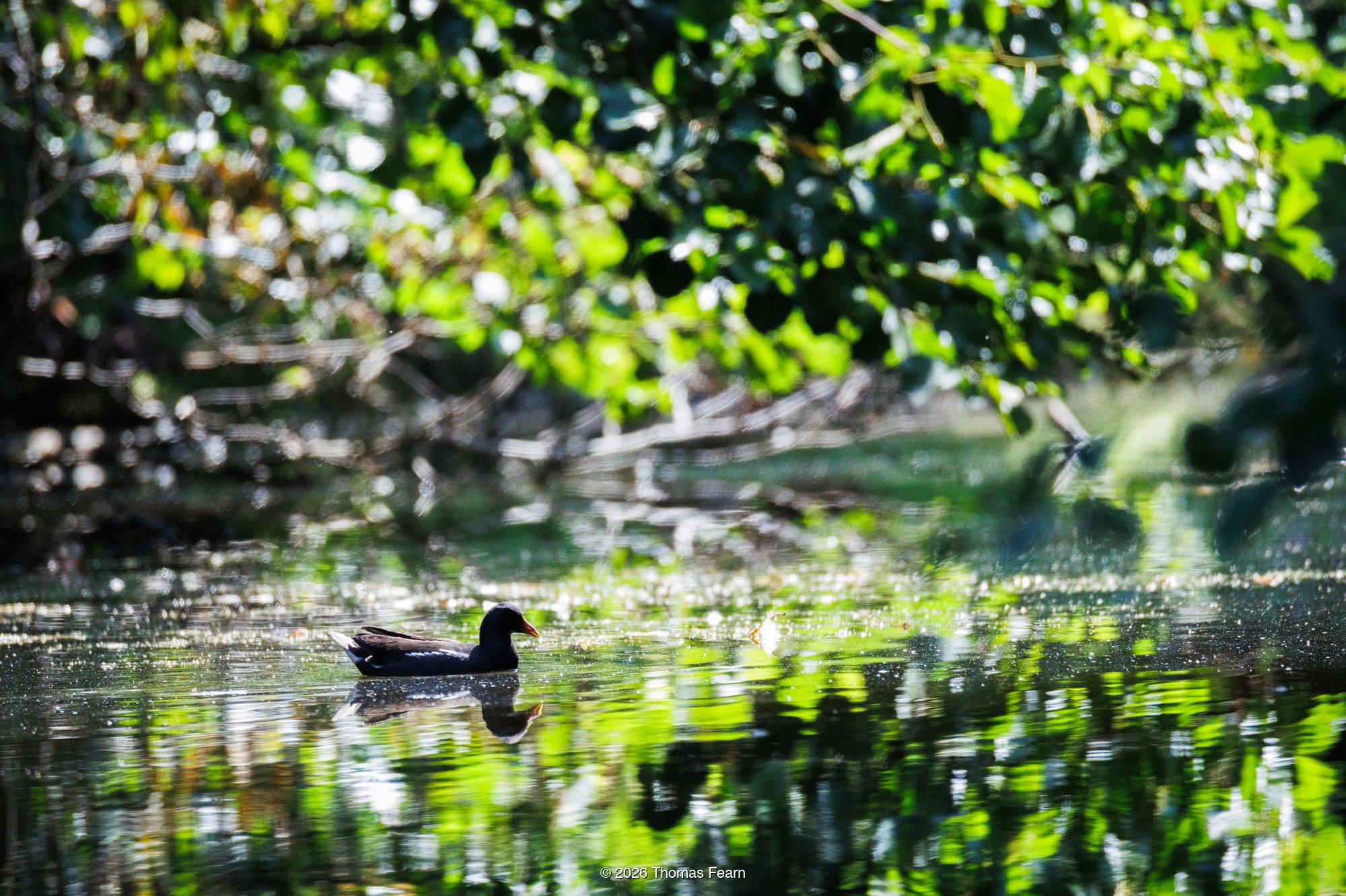 Moorhen crossing a pool of dappled light