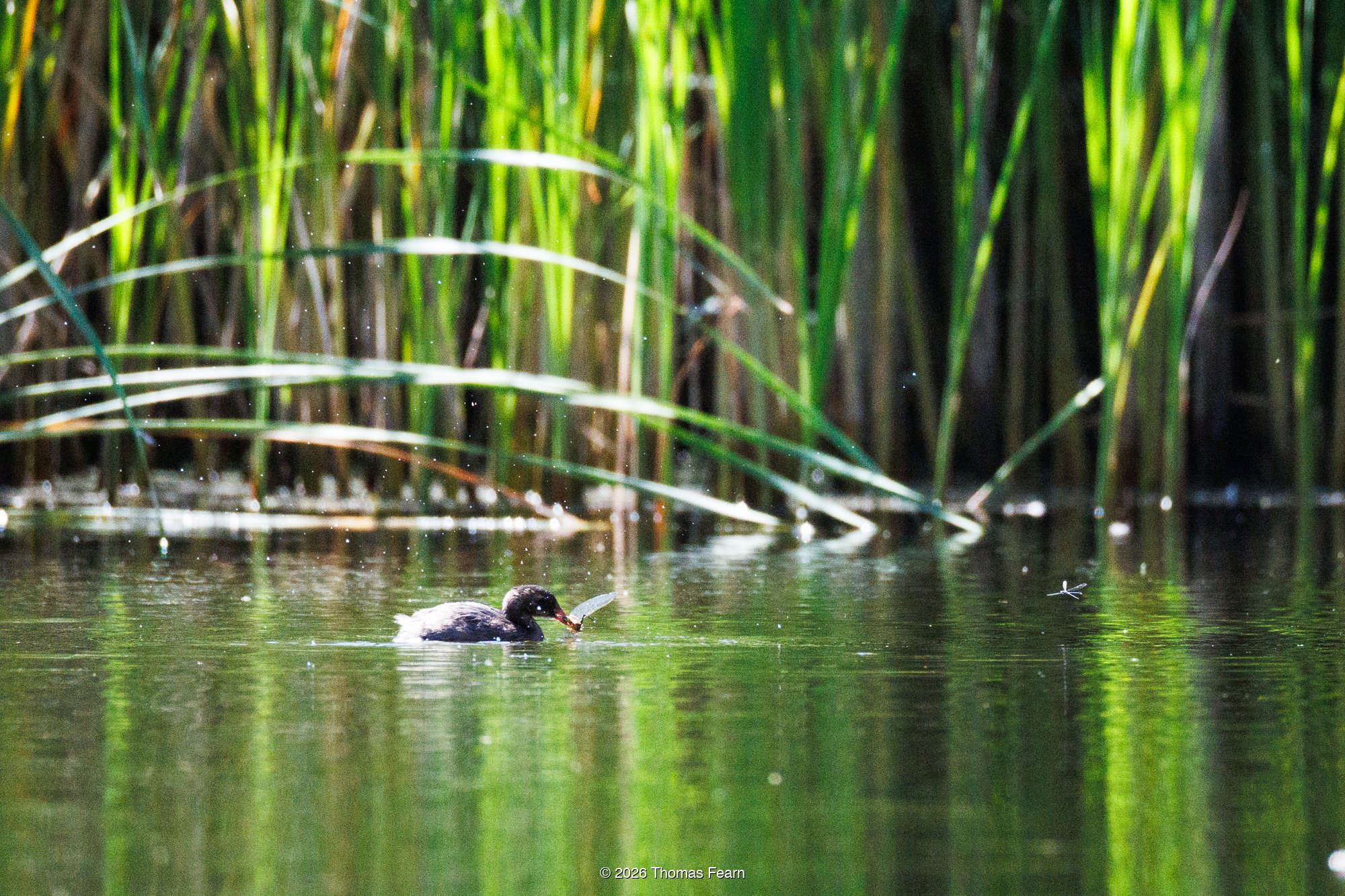 Little grebe surfacing with a dragonfly