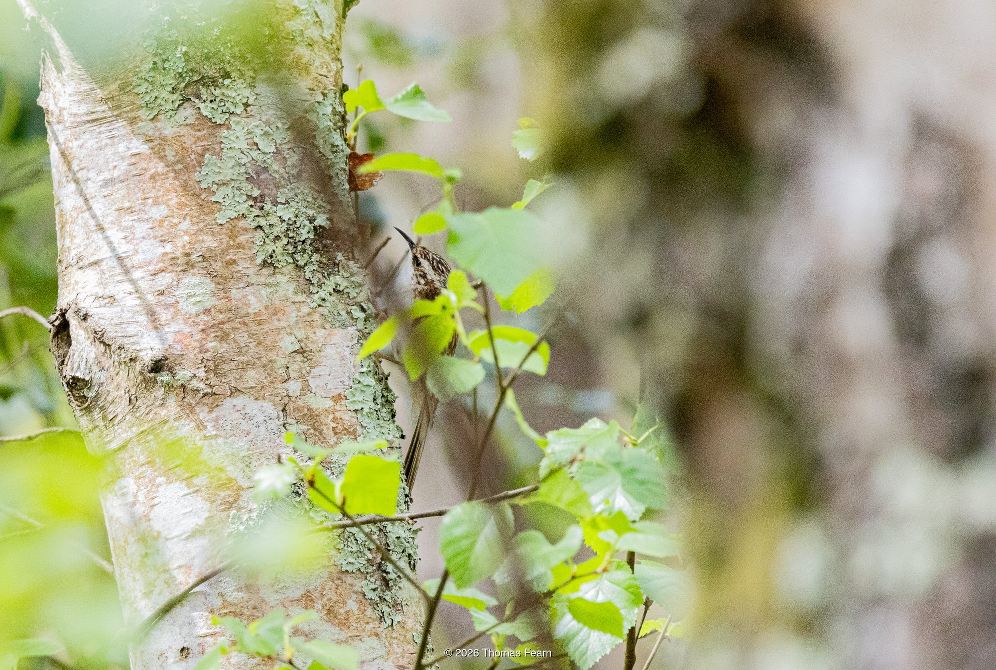 Goldcrest among hawthorn leaves