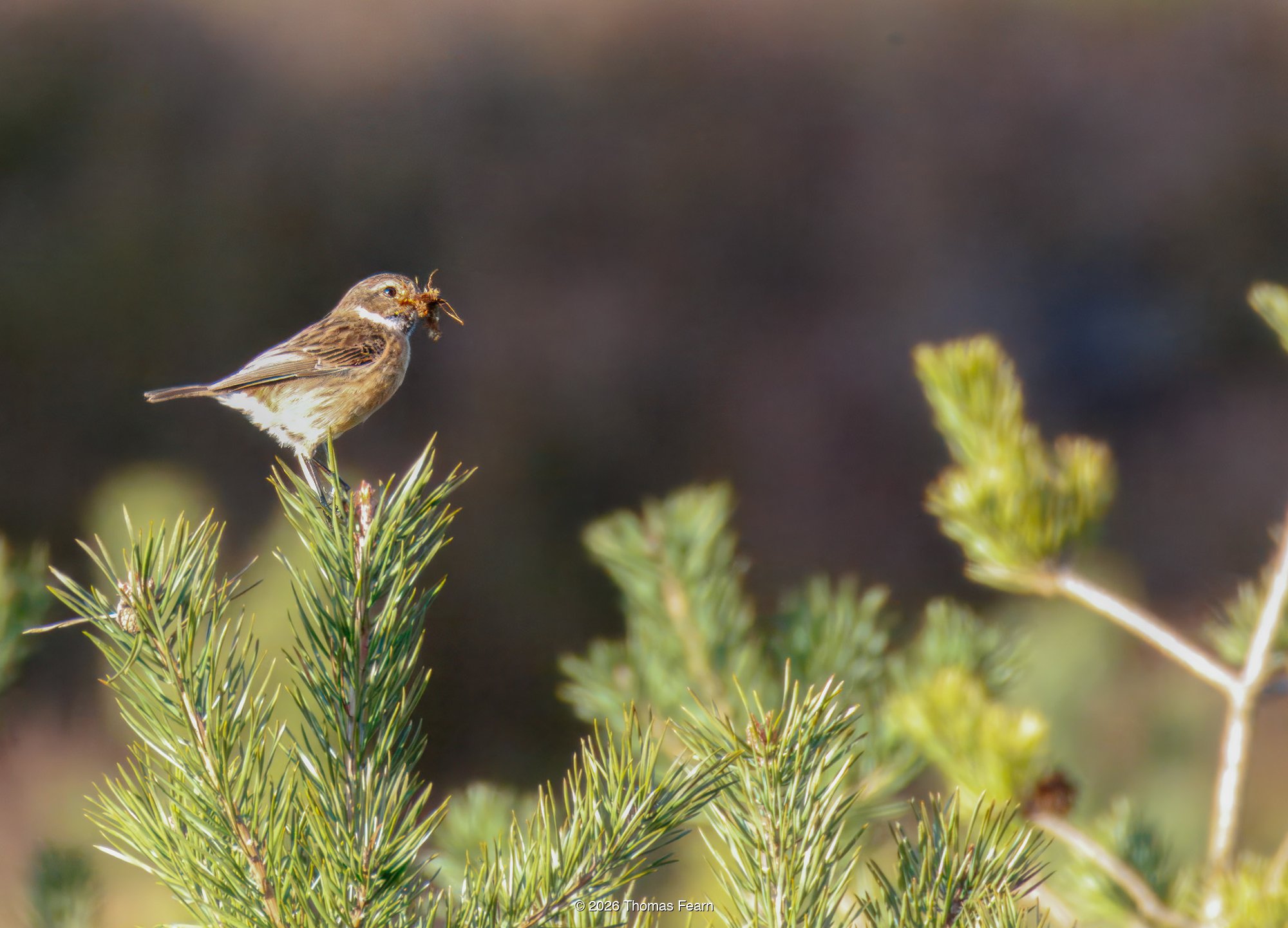 Linnet in heather scrub