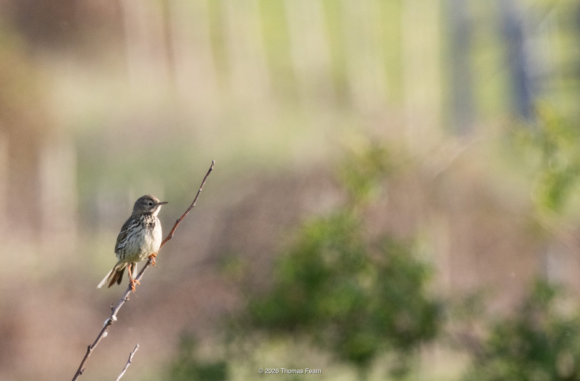 Grasshopper Warbler in waterside vegetation