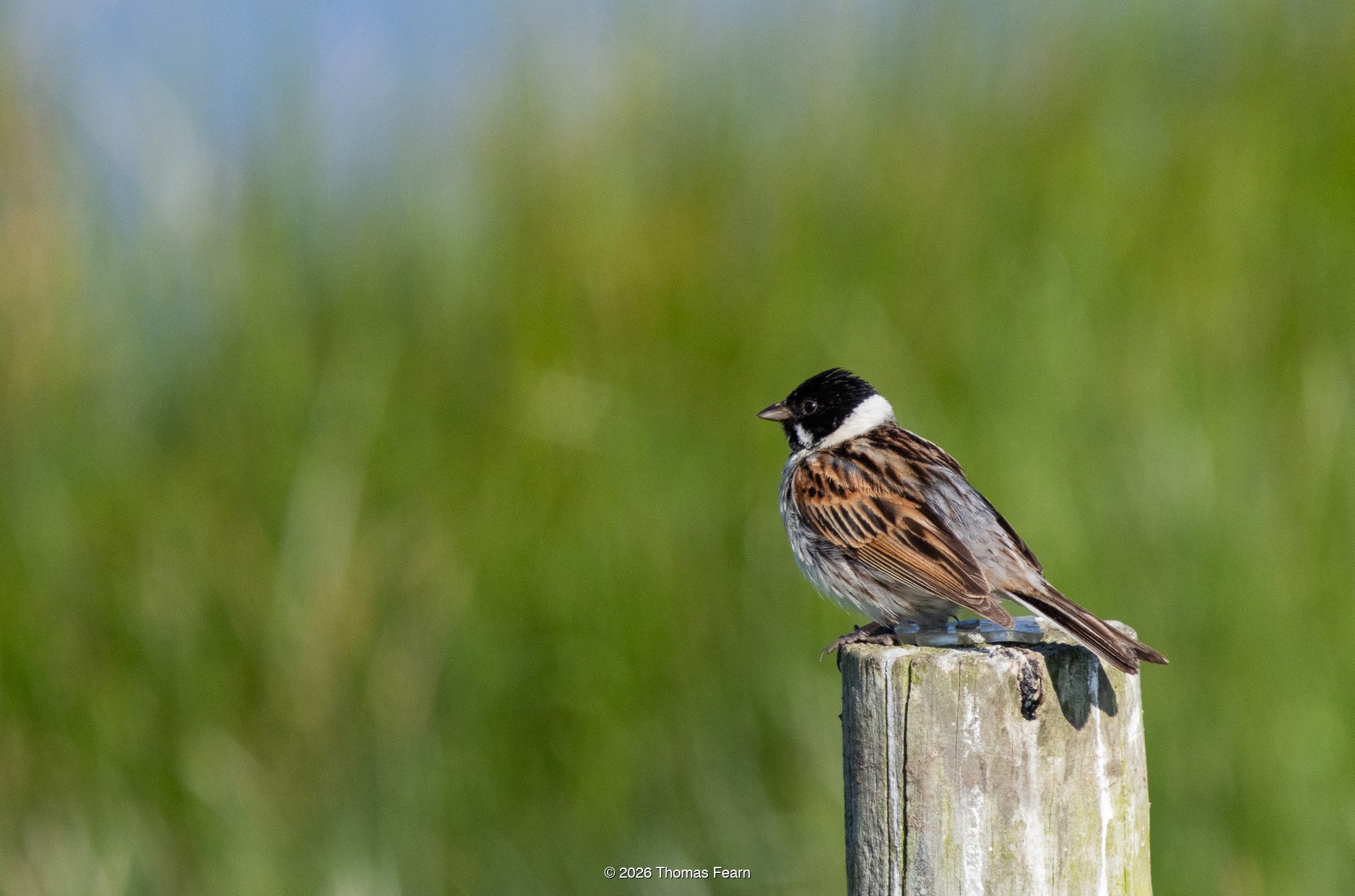 Reed bunting on a fence post