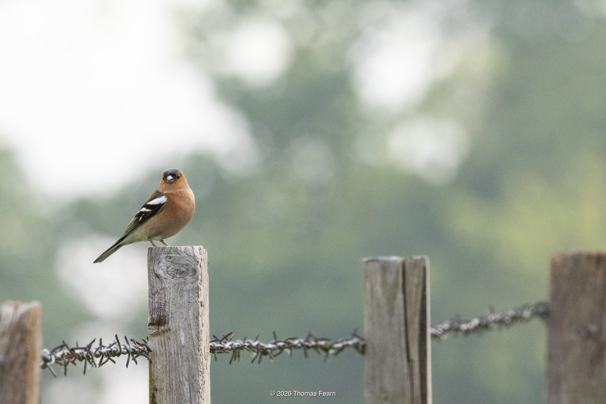 Chaffinch on a fence post