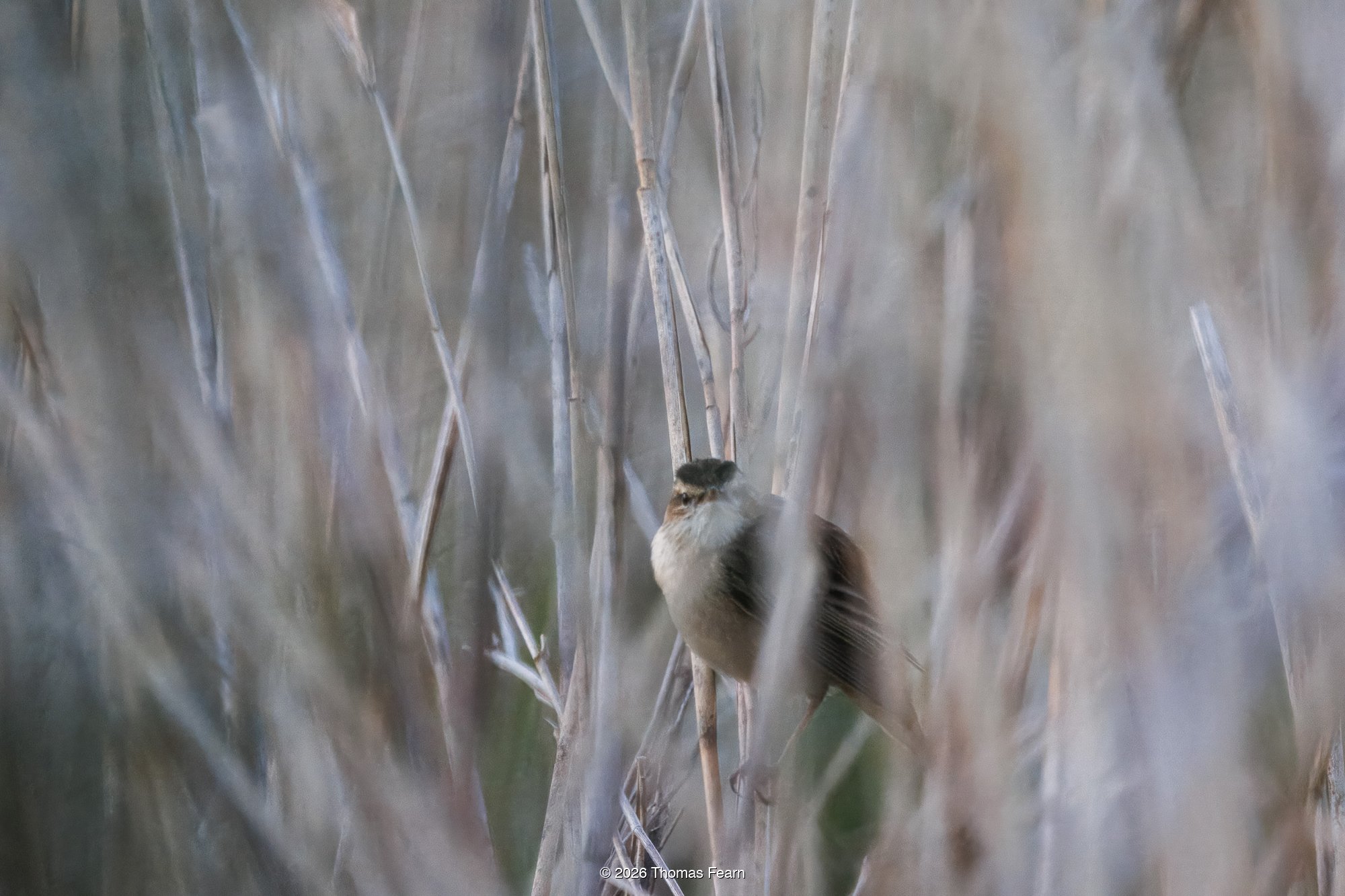 Marsh Tit in a reedbed