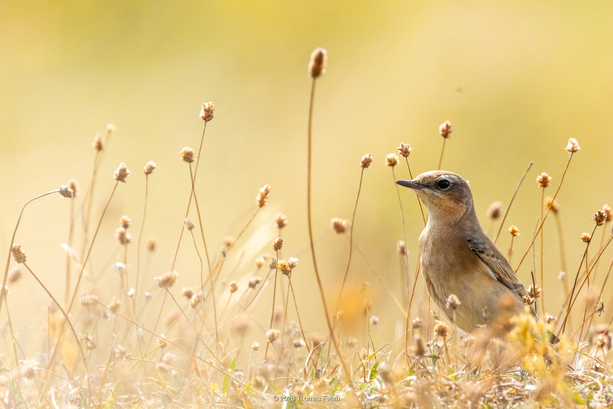 Female Stonechat in heathland at sunset